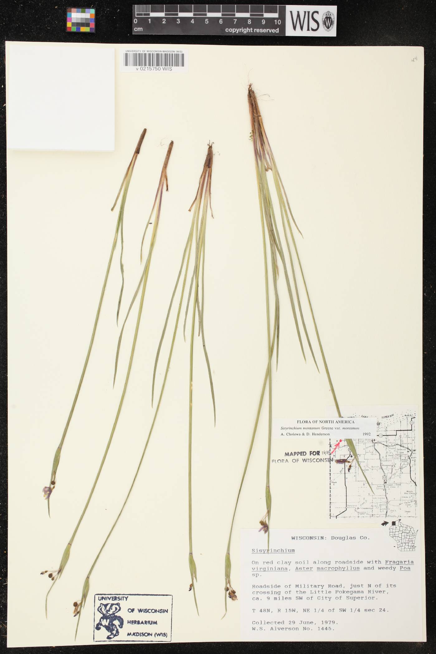 Sisyrinchium montanum image