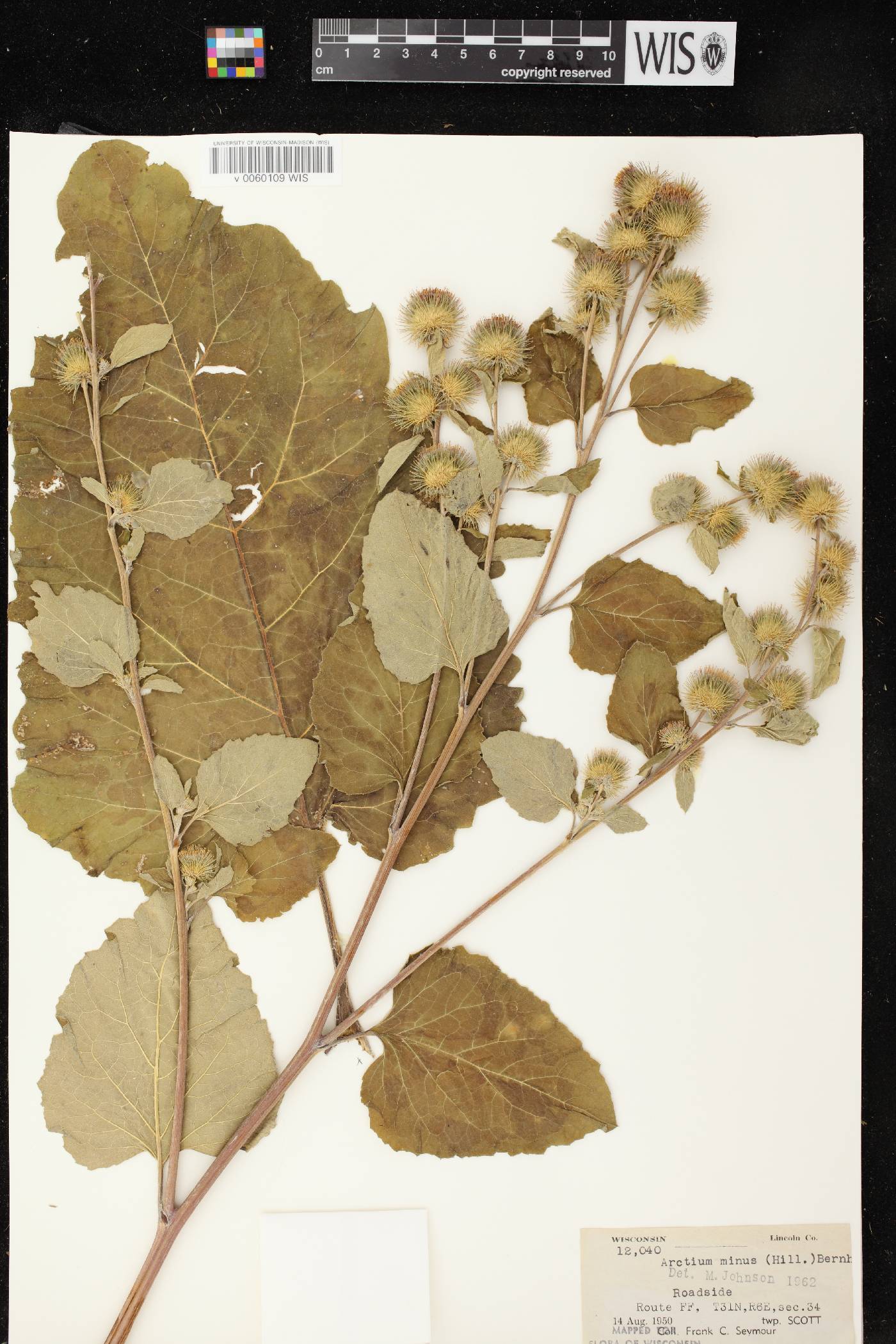 Arctium minus image