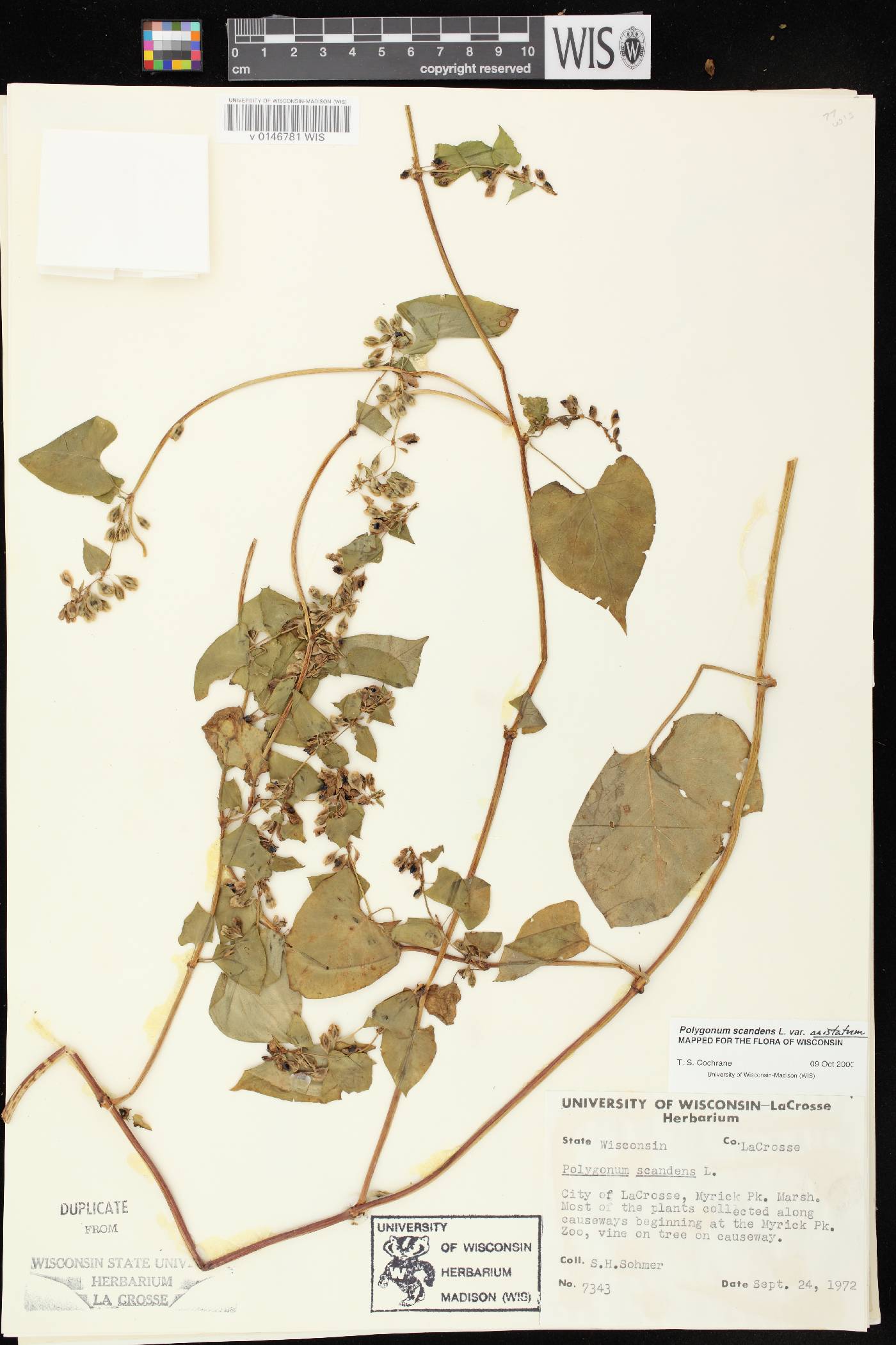 Fallopia scandens image
