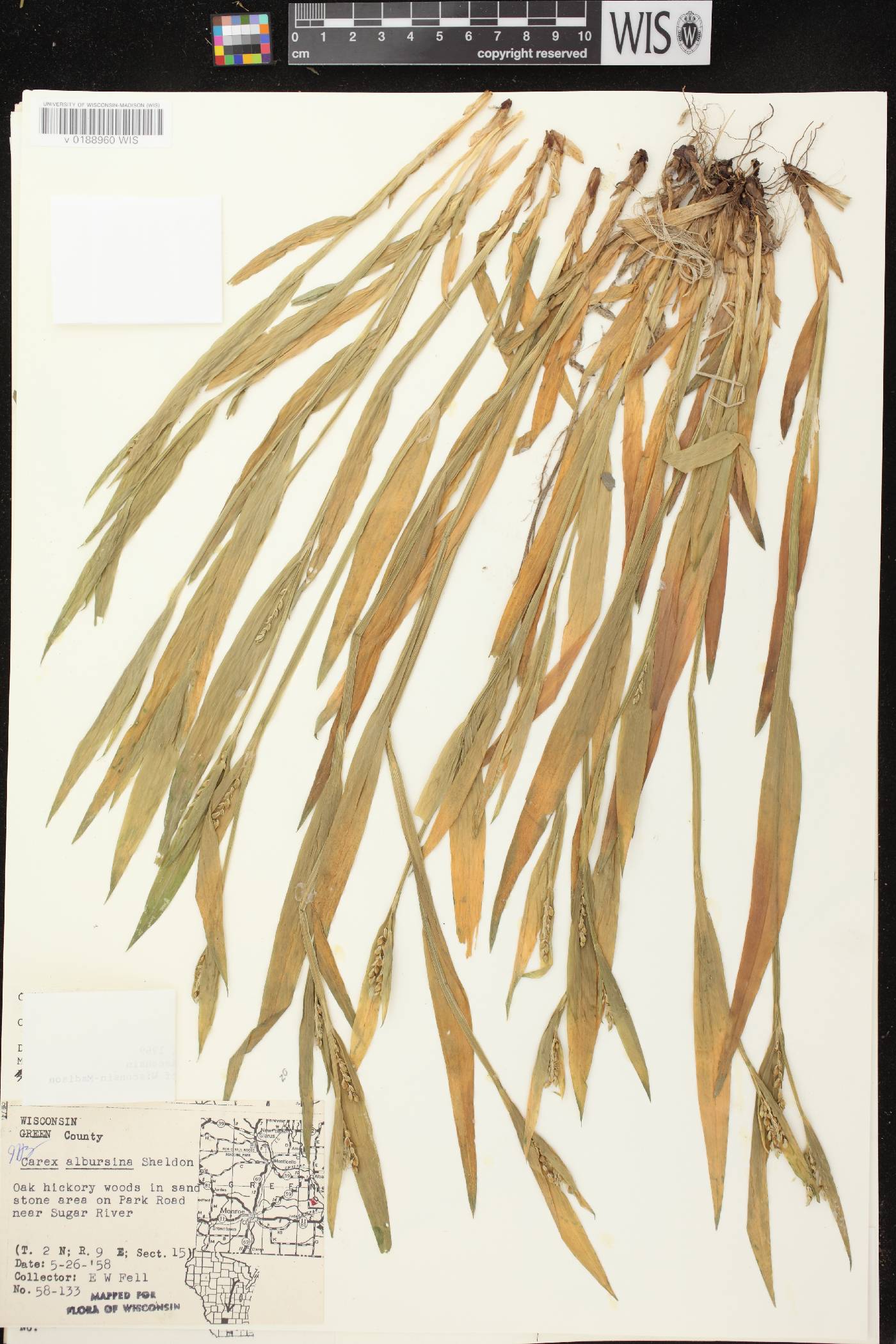 Carex albursina image