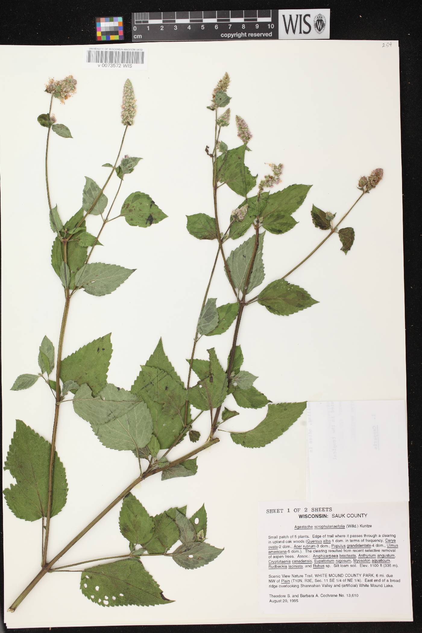 Agastache scrophulariifolia image