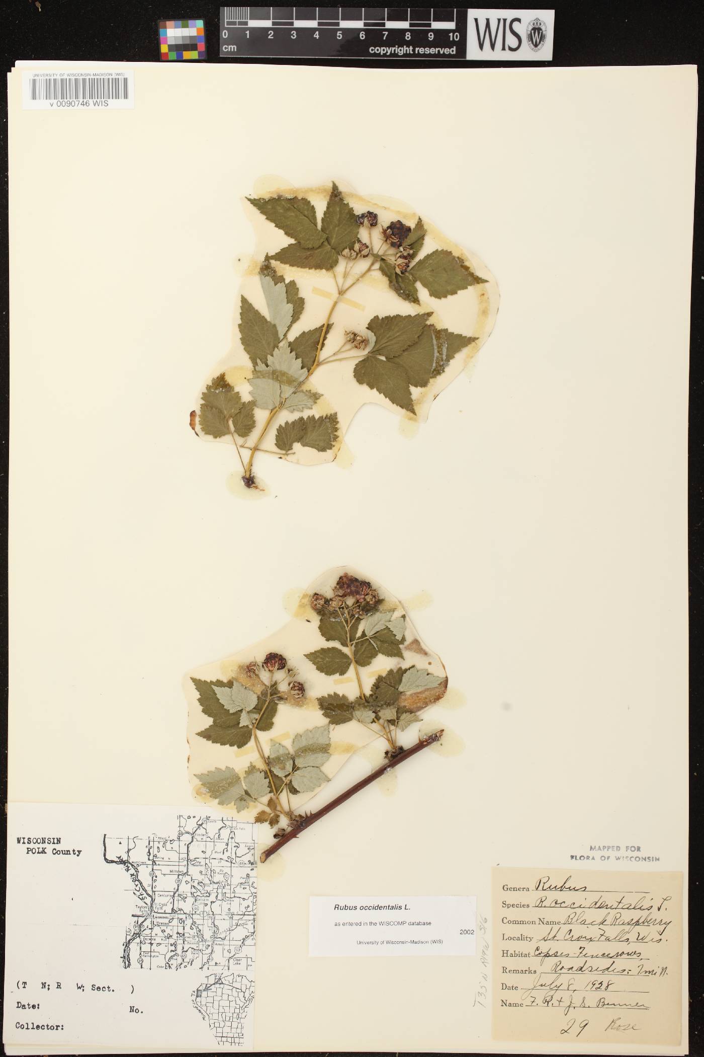 Rubus occidentalis image