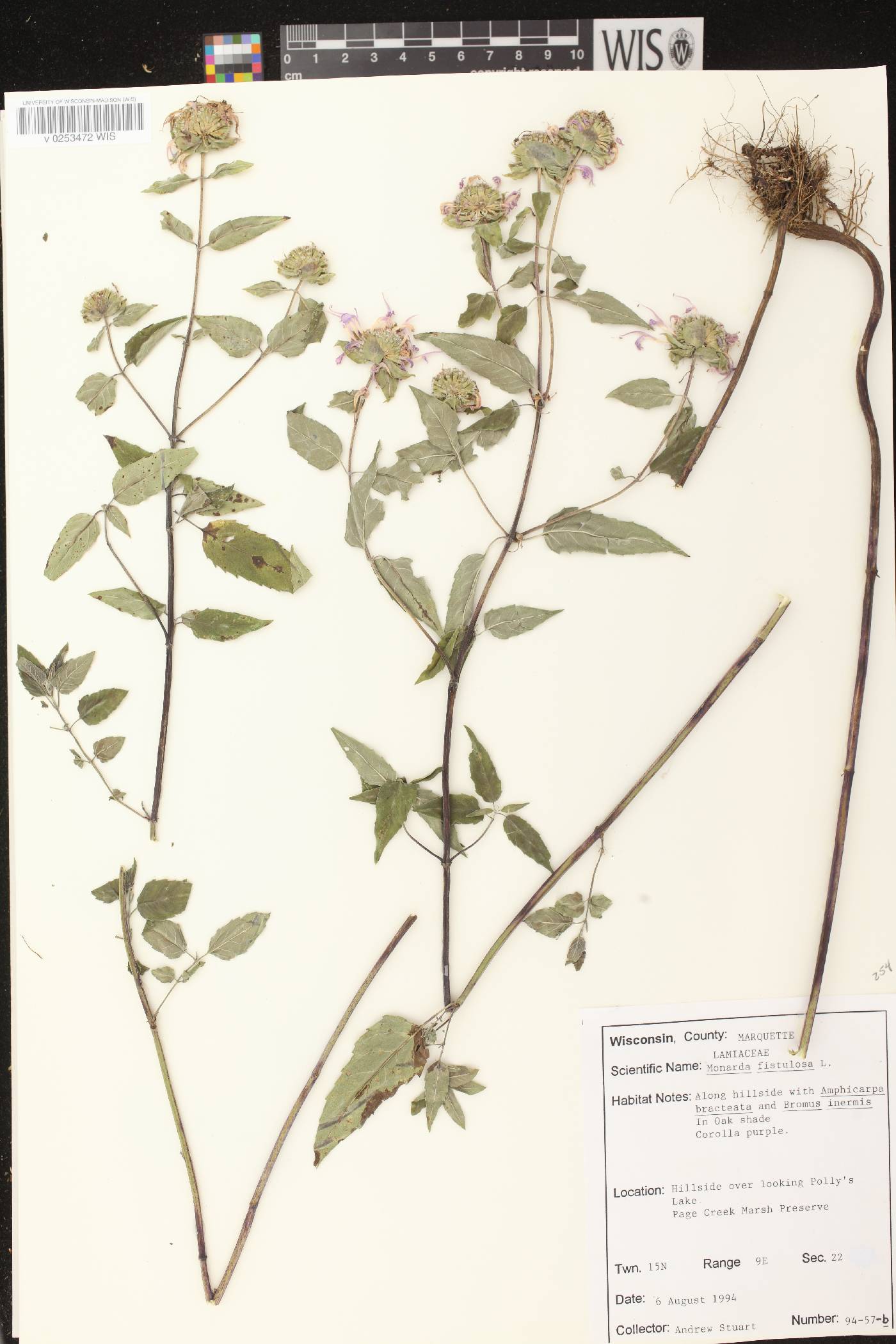 Monarda fistulosa subsp. fistulosa image