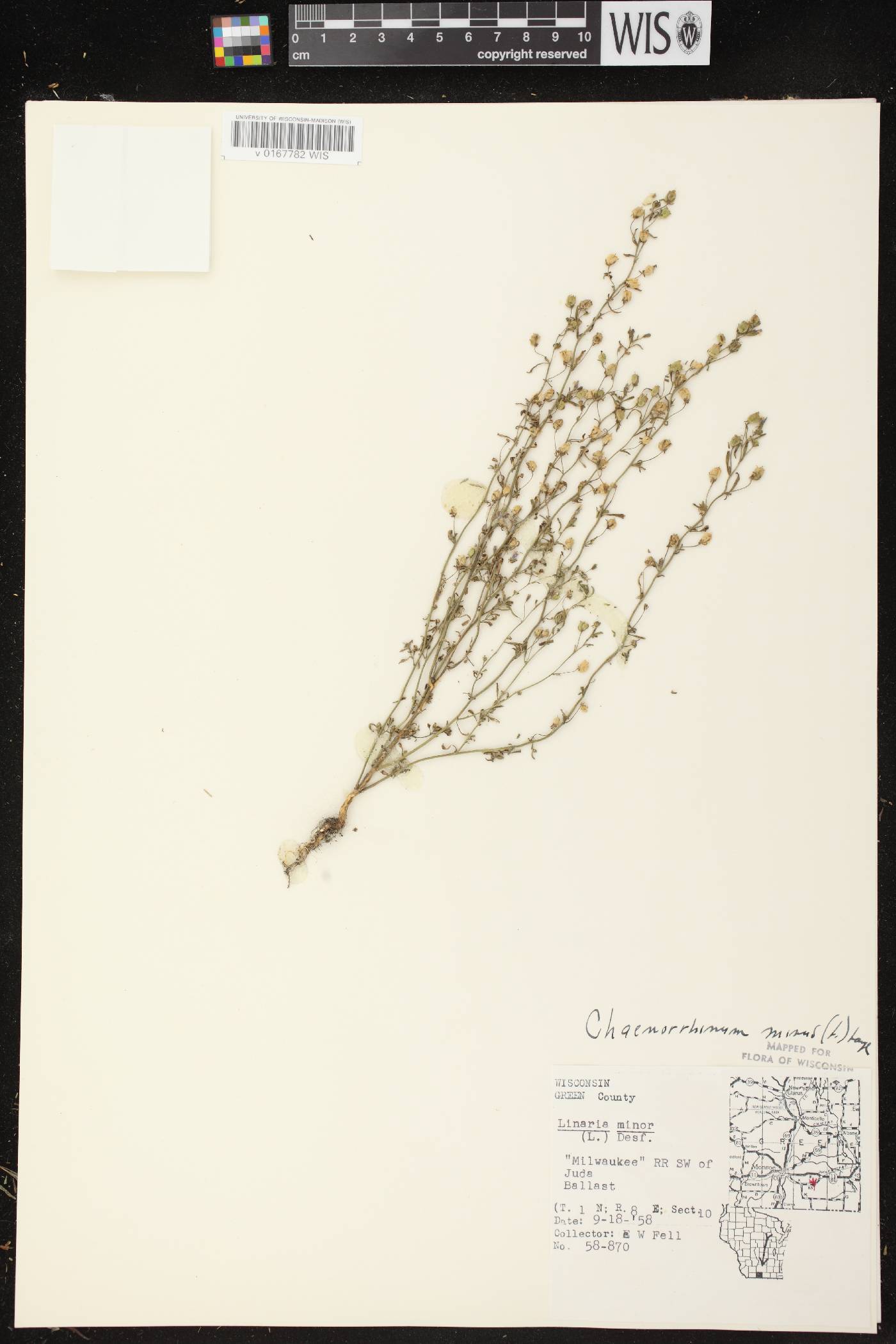 Chaenorhinum minus image