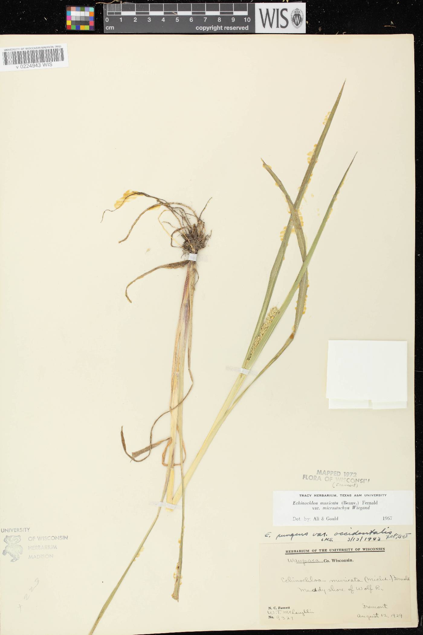 Echinochloa muricata var. microstachya image