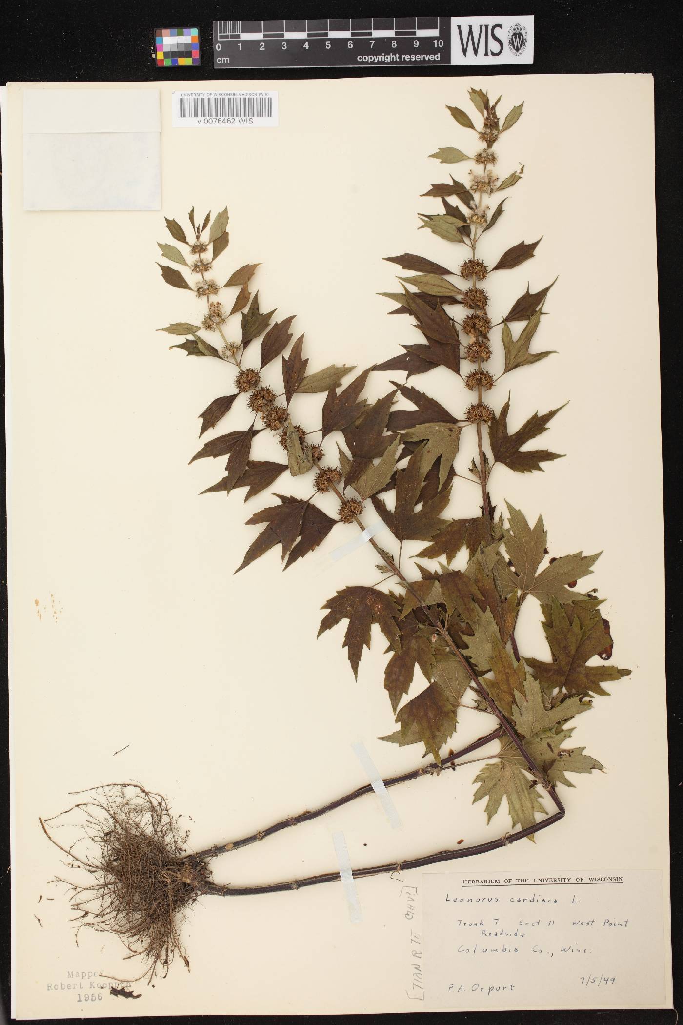 Leonurus cardiaca image