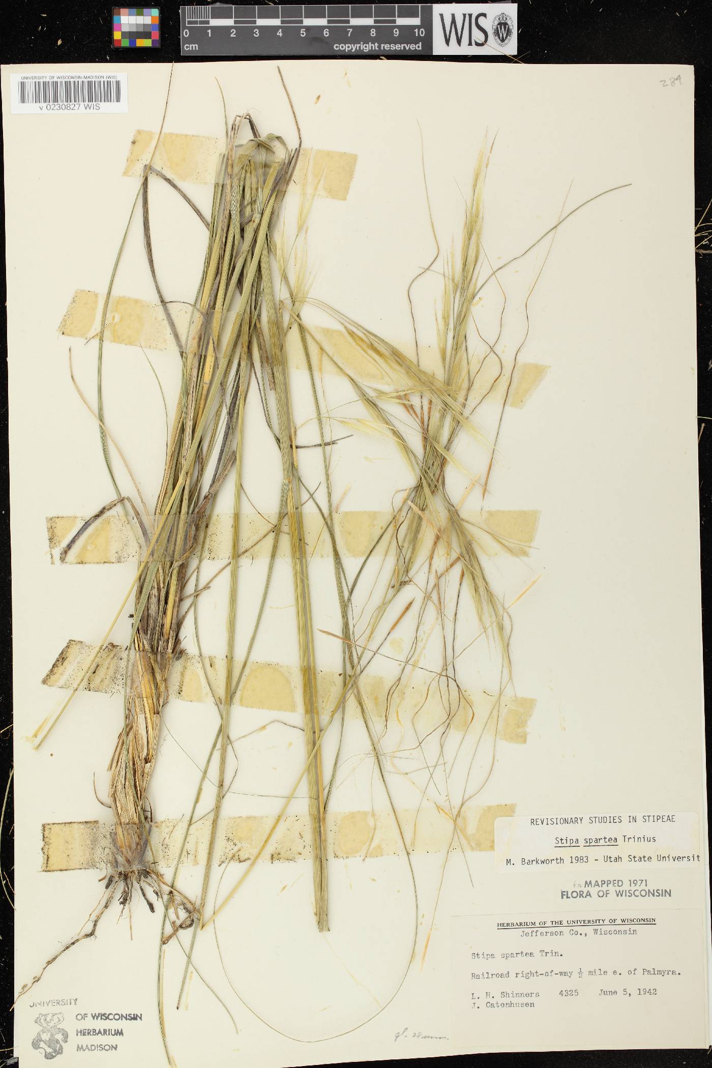 Hesperostipa spartea image