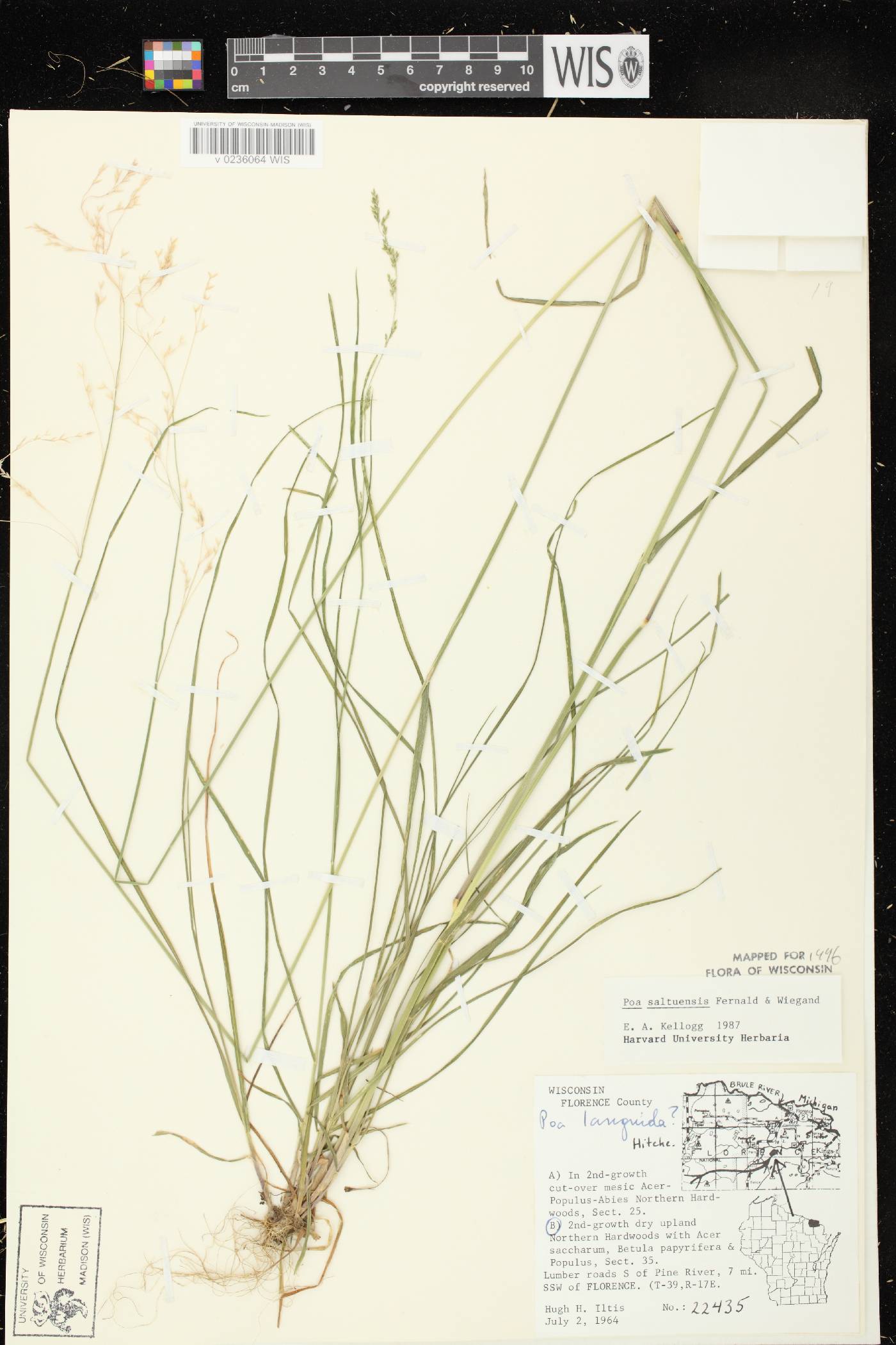 Poa saltuensis image