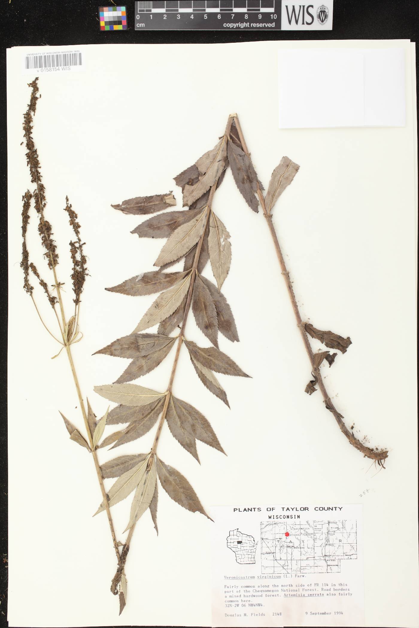 Veronicastrum virginicum image