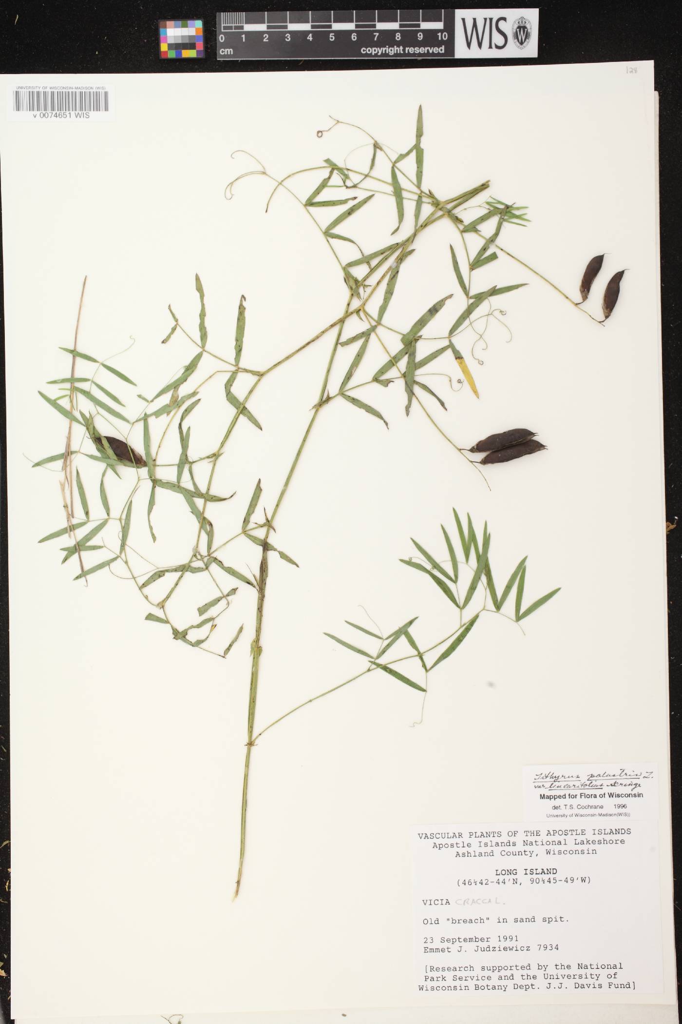 Lathyrus palustris image