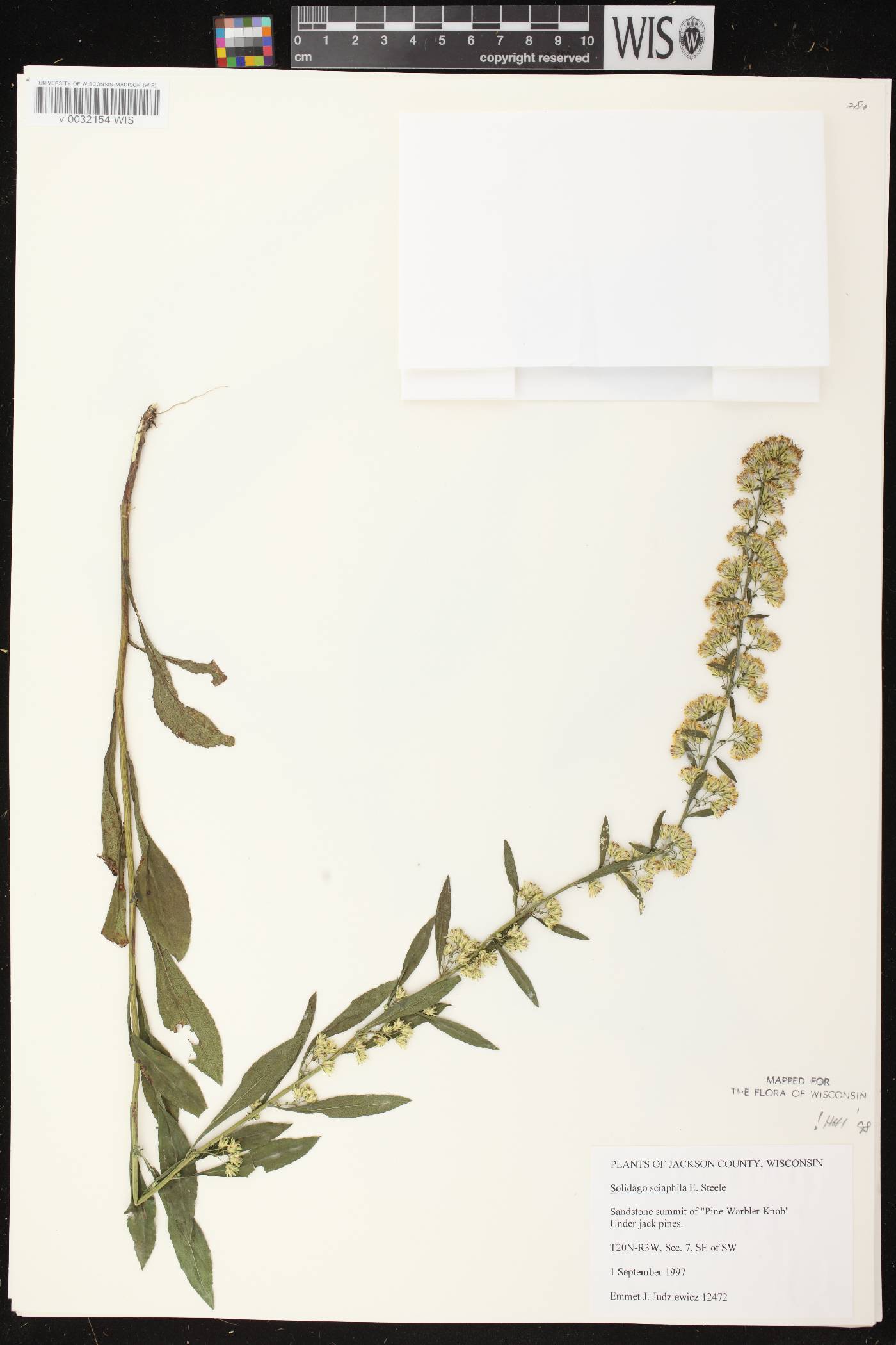 Solidago sciaphila image