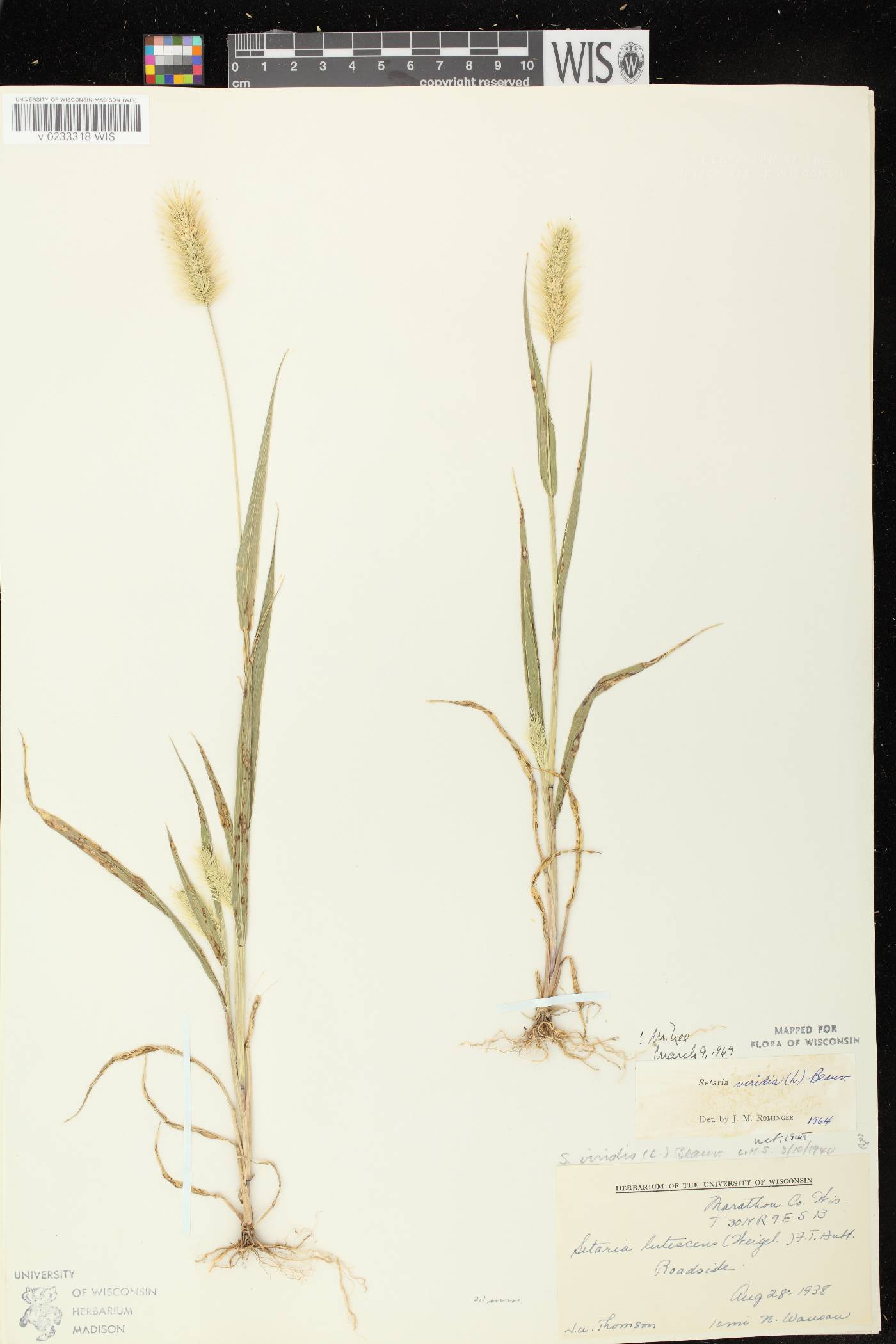 Setaria viridis var. viridis image
