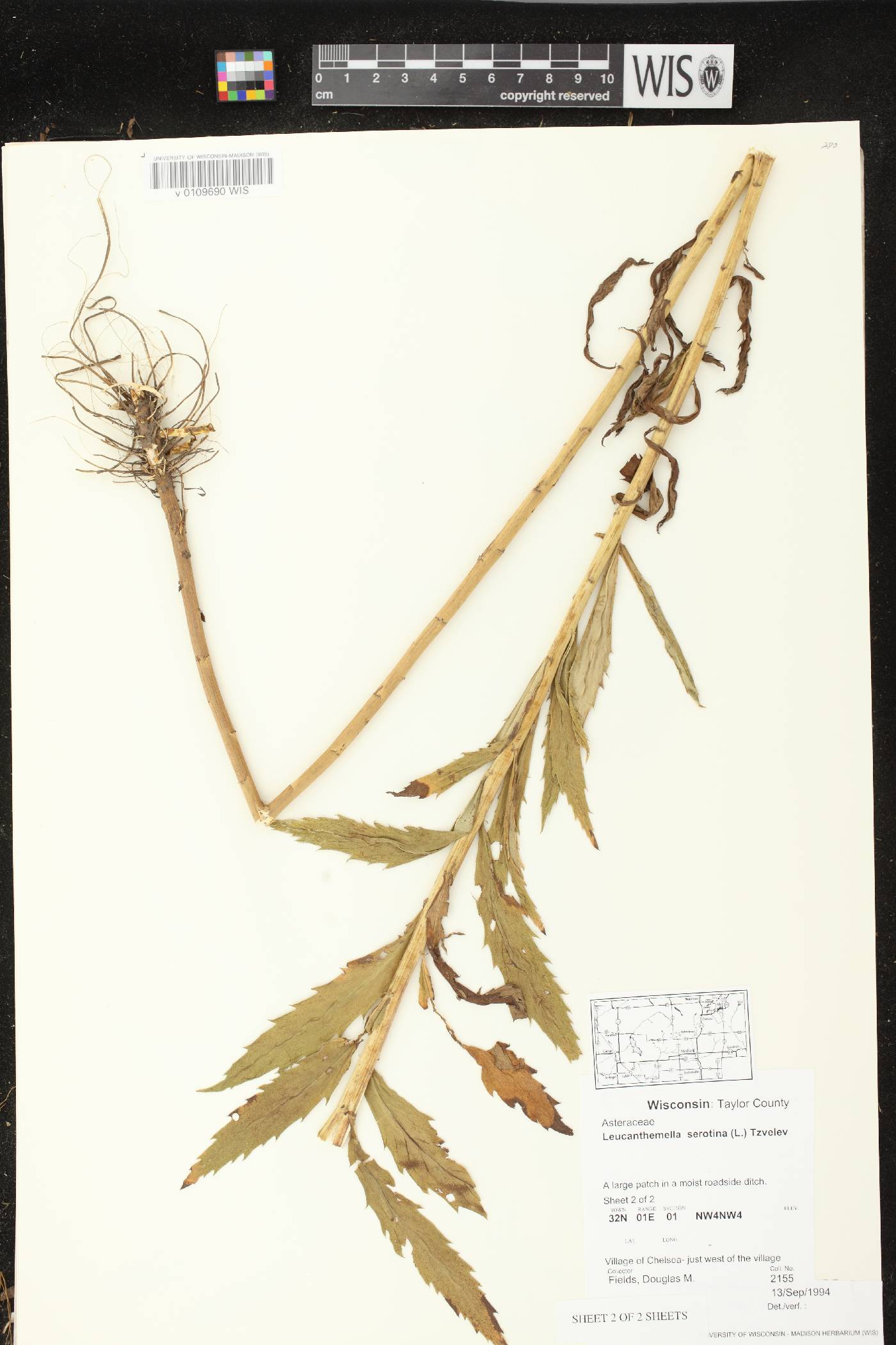 Leucanthemella serotina image