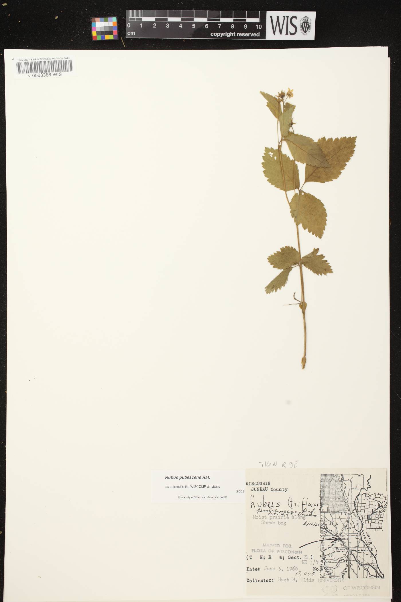 Rubus pubescens image