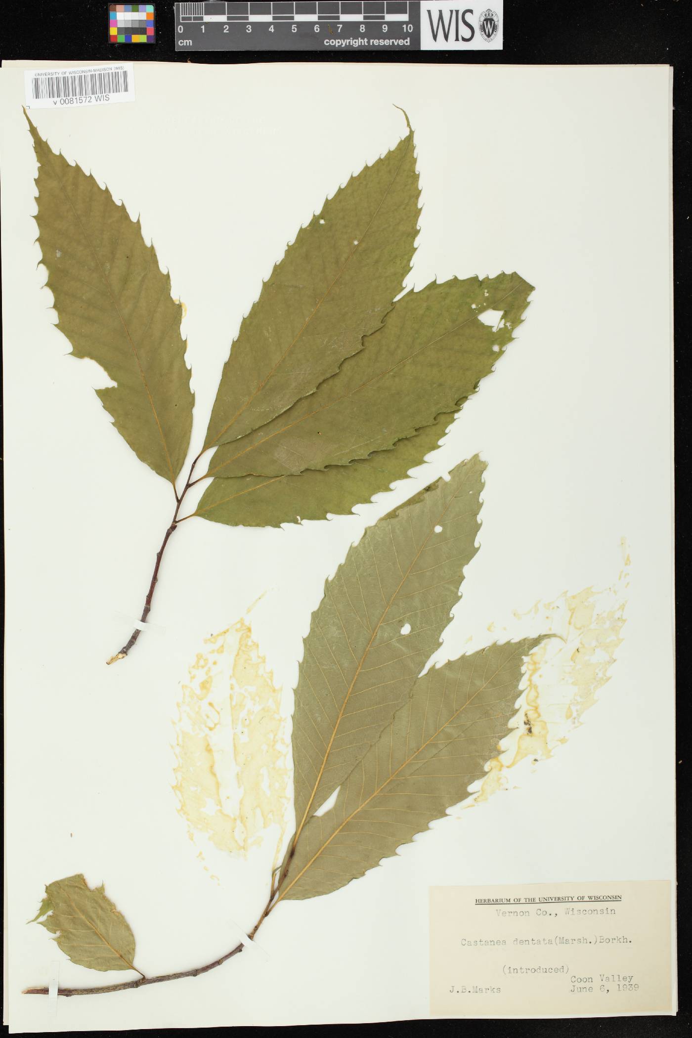 Castanea dentata image