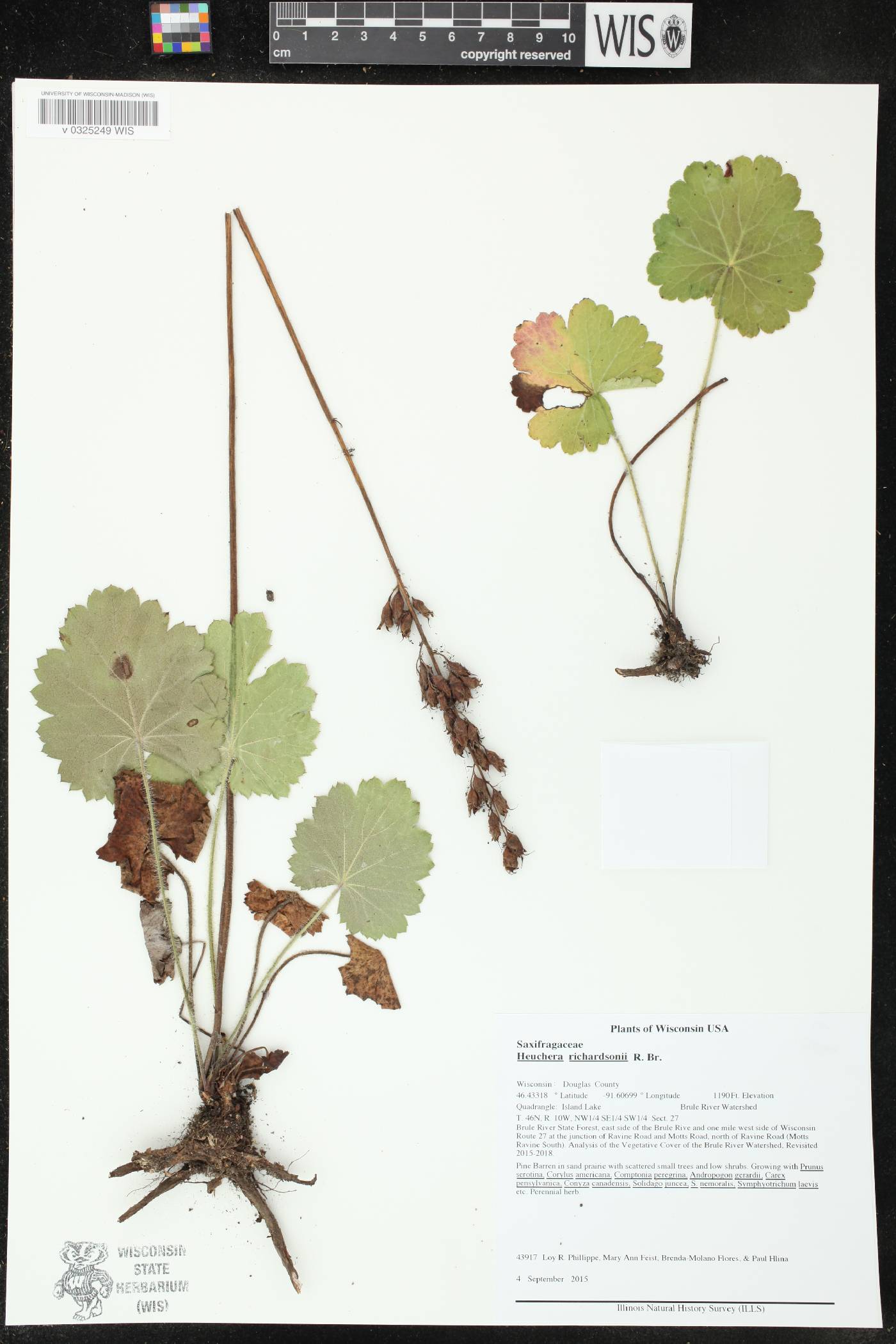 Heuchera richardsonii image