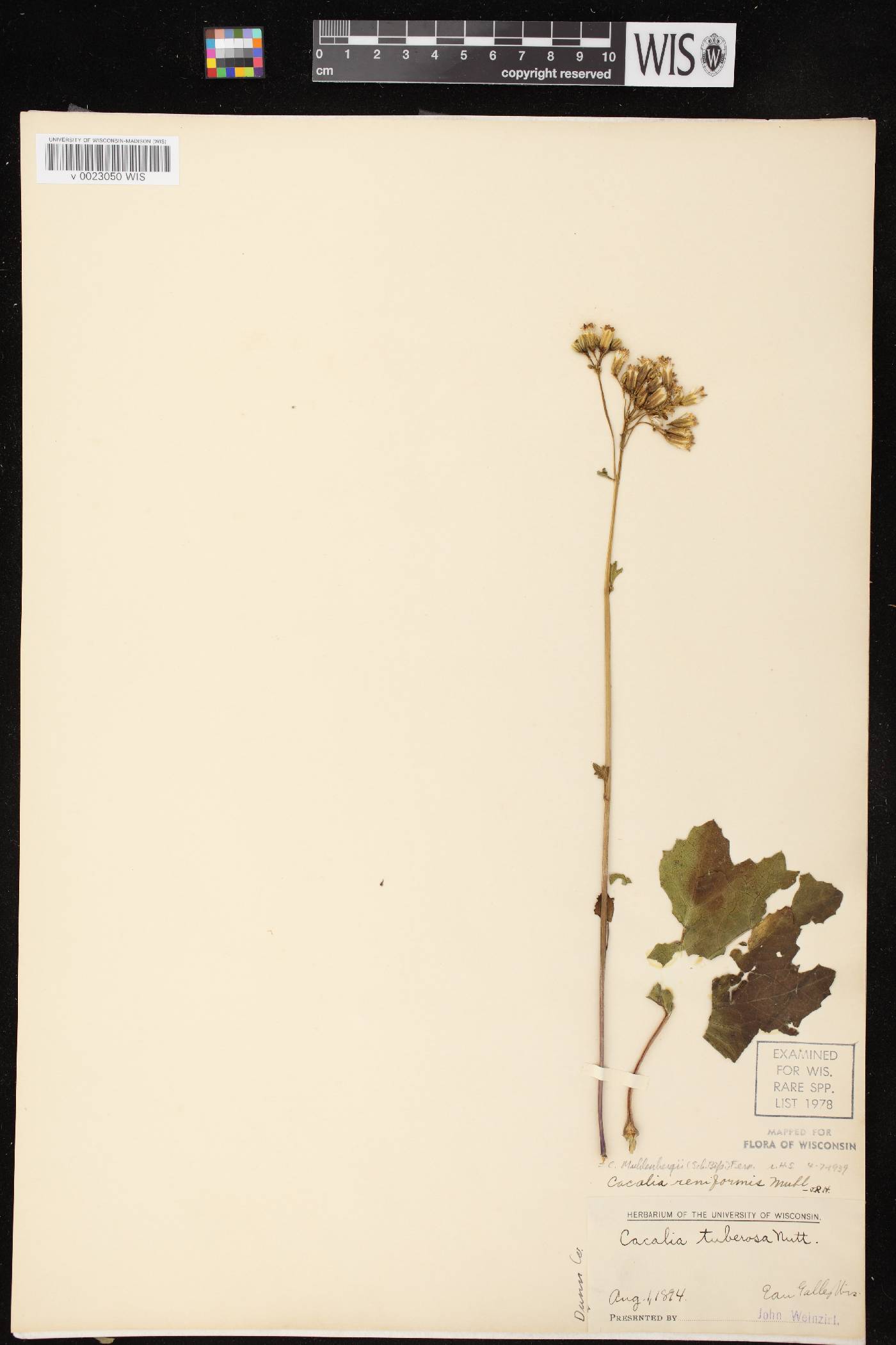 Arnoglossum reniforme image