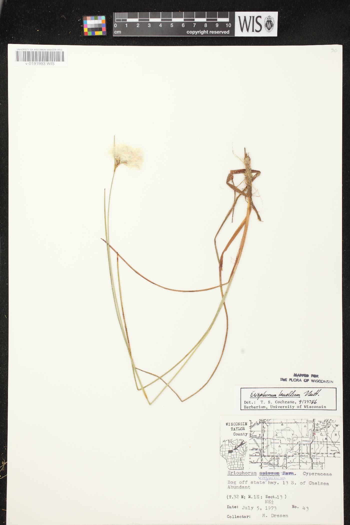 Eriophorum tenellum image