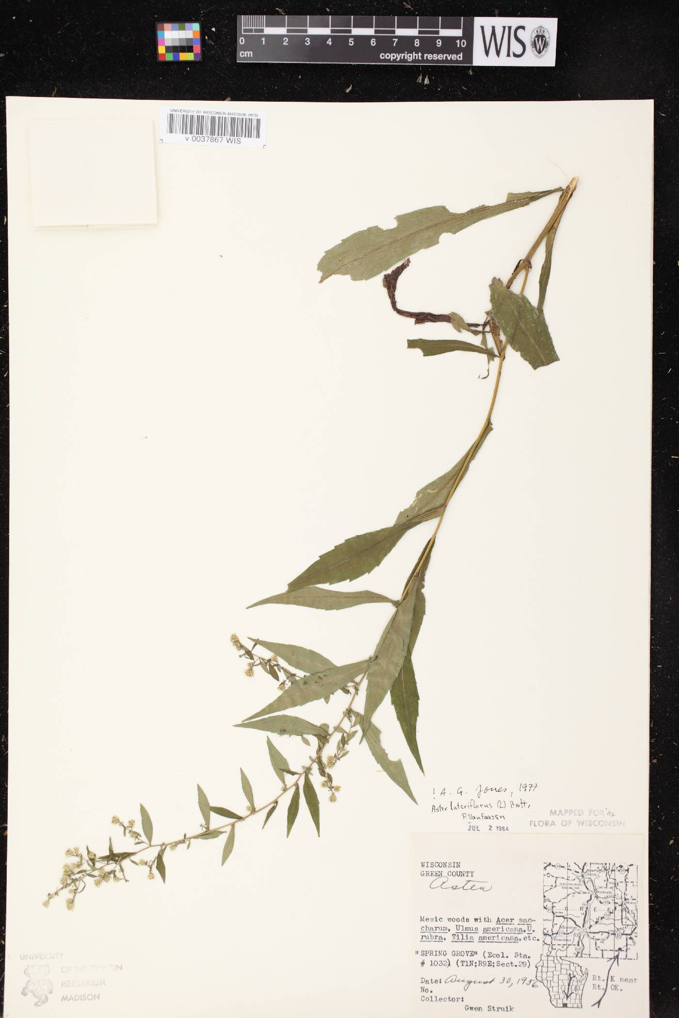 Symphyotrichum lateriflorum image