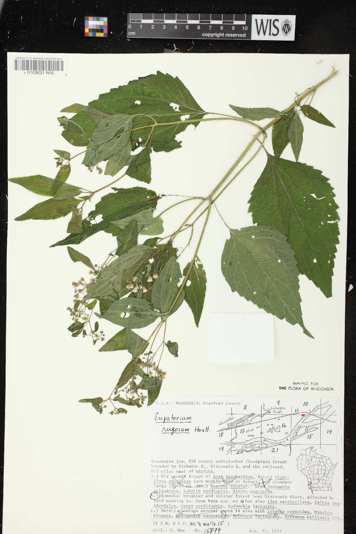 Ageratina altissima subsp. altissima image