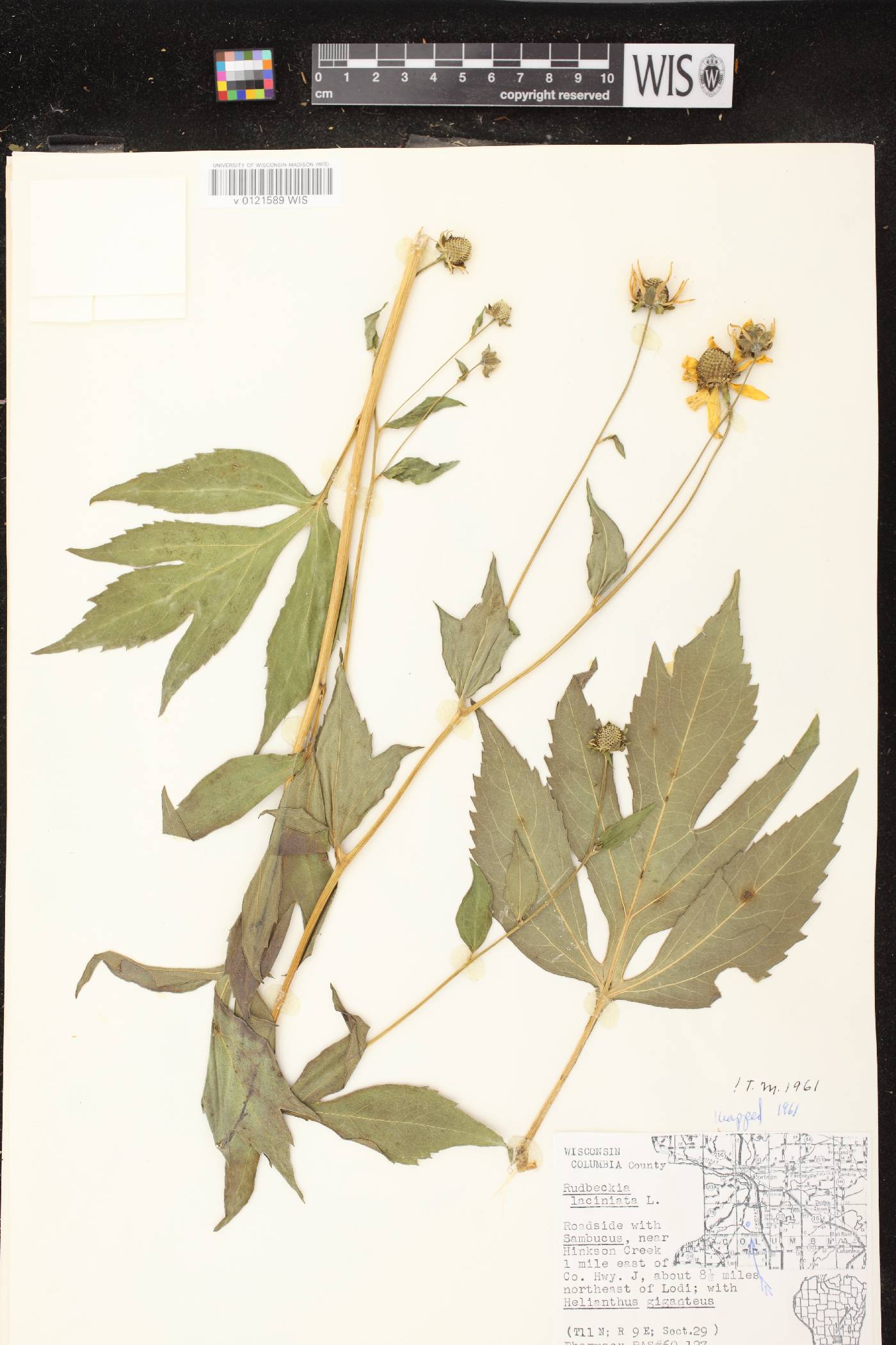 Rudbeckia laciniata image