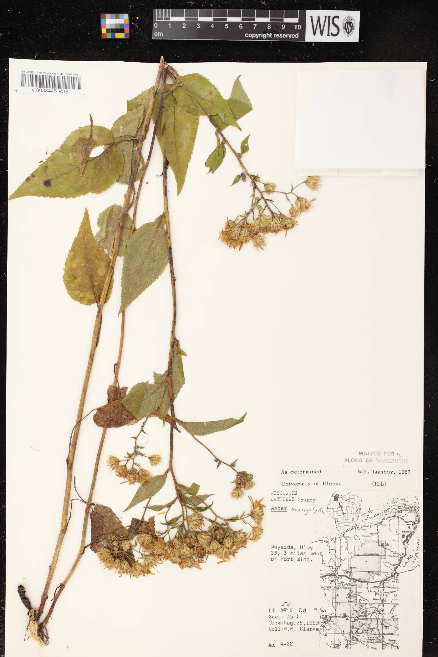 Eurybia macrophylla image
