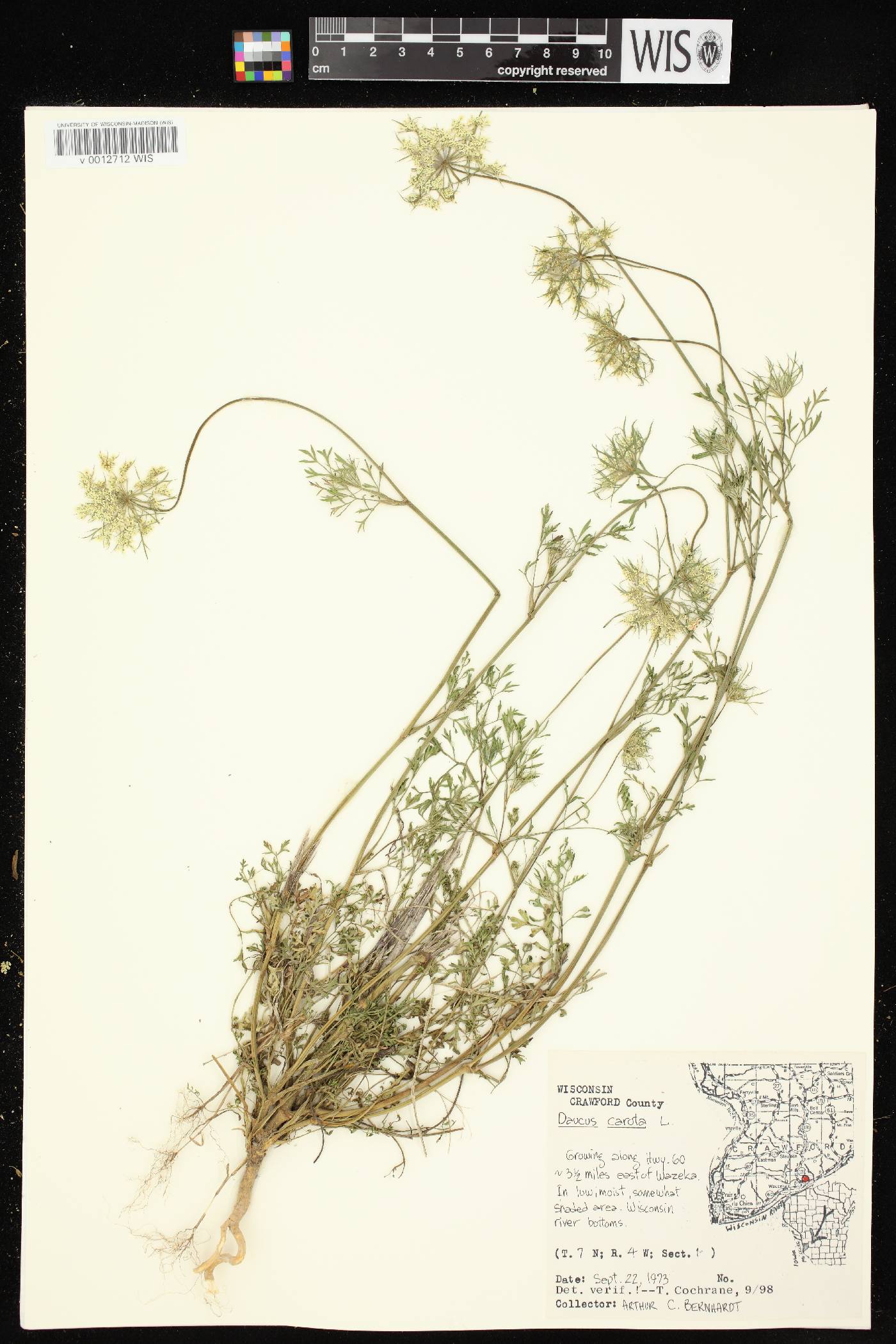 Daucus carota image
