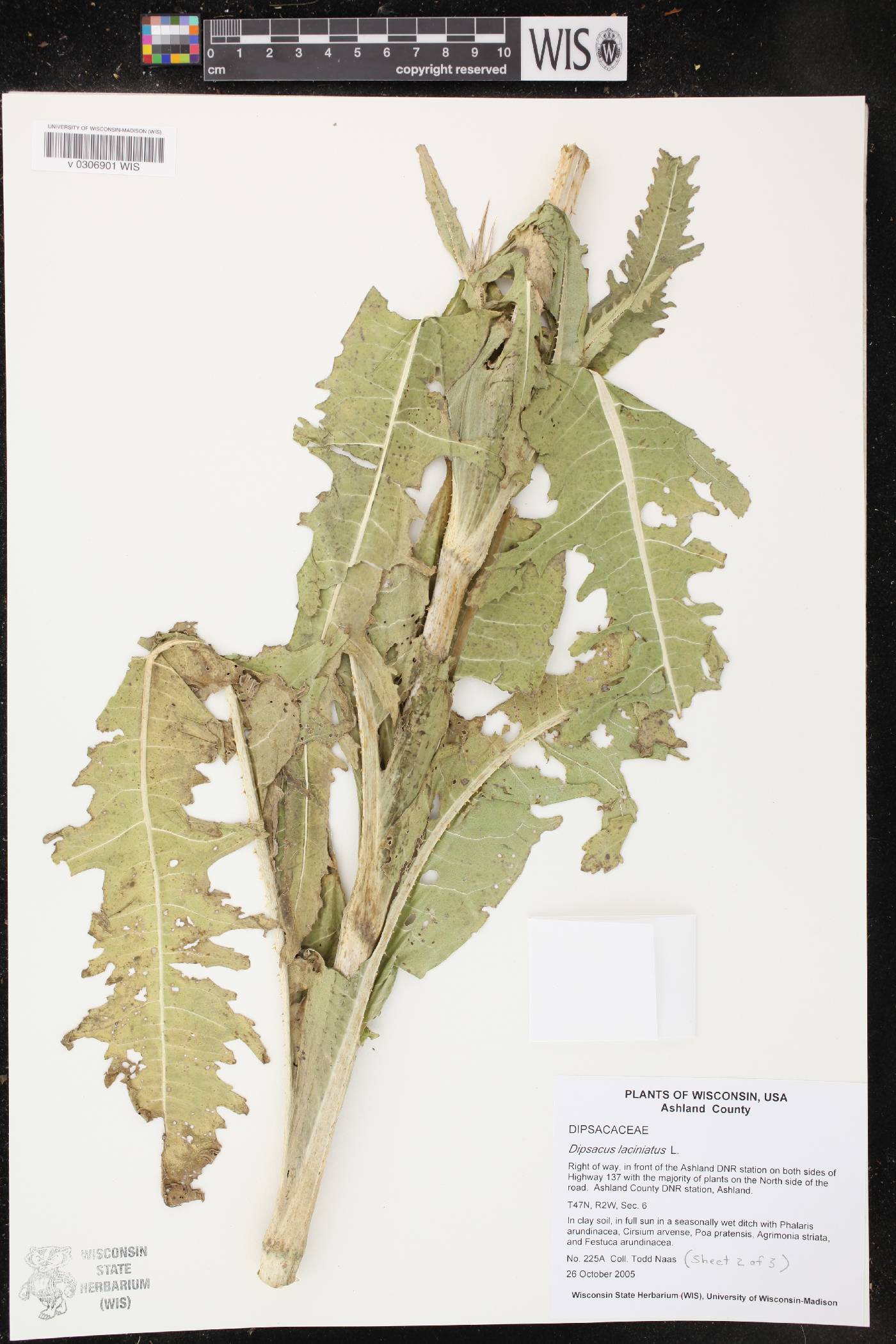 Dipsacus laciniatus image
