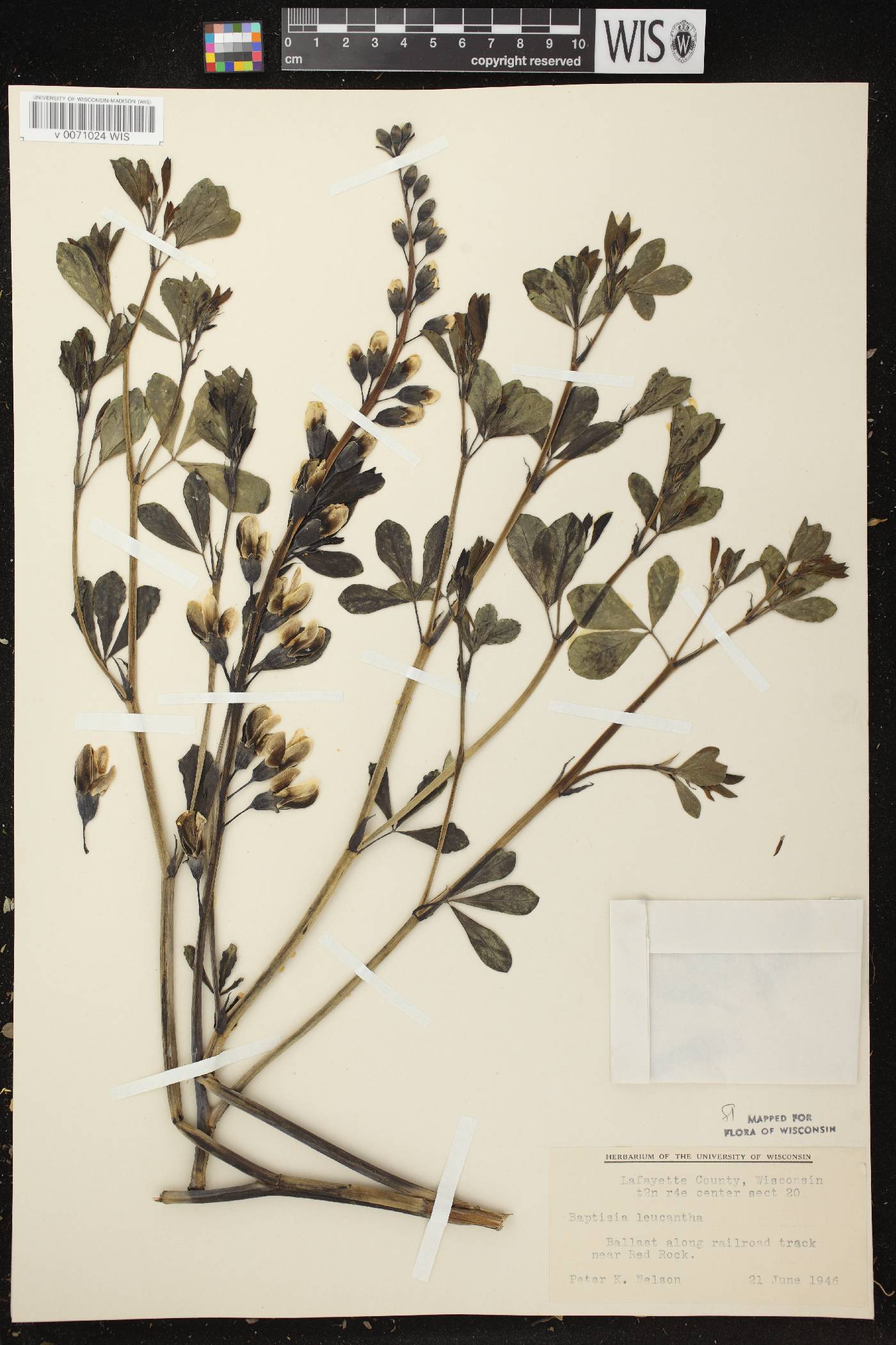 Baptisia lactea image