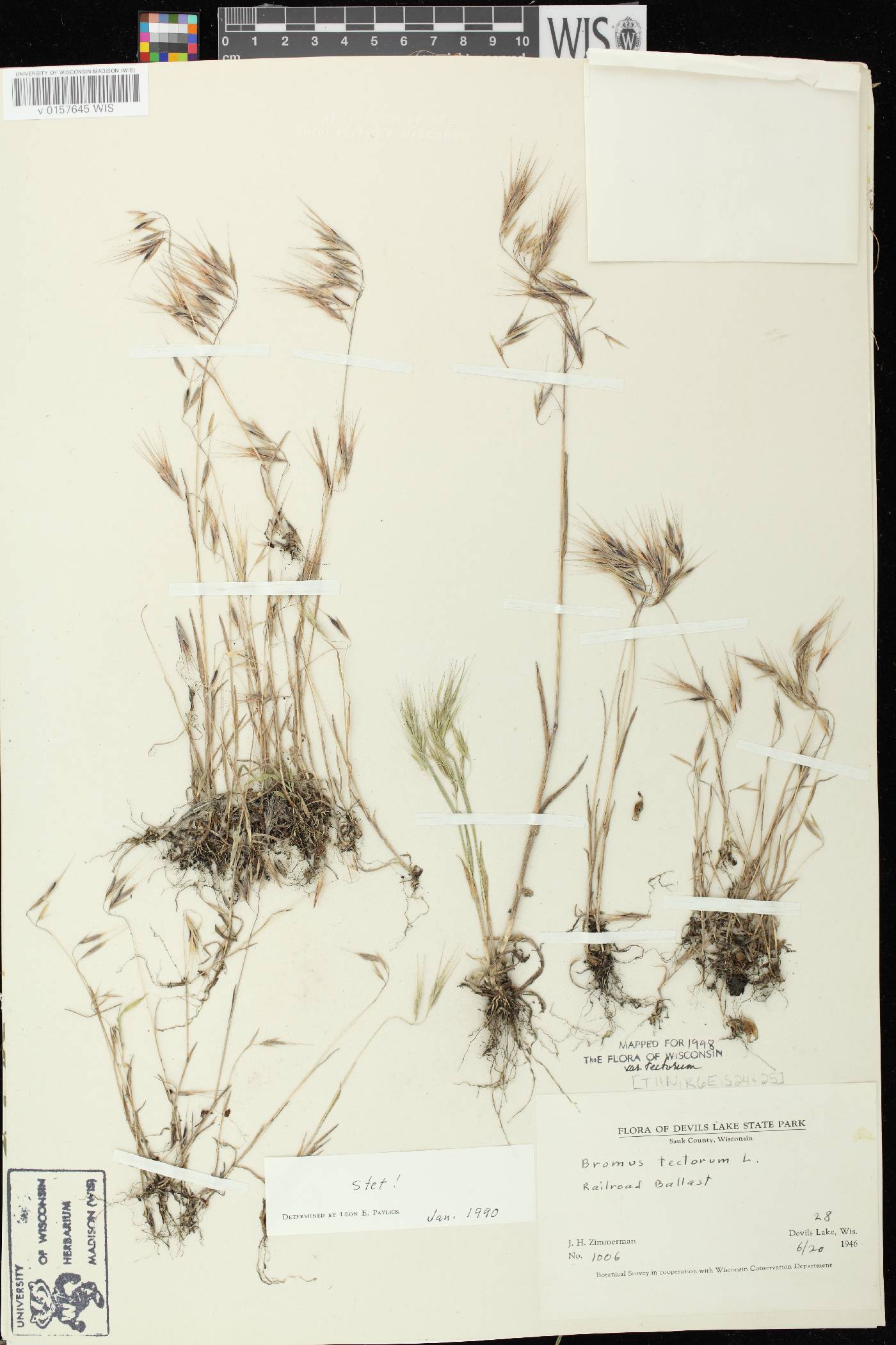 Bromus tectorum image