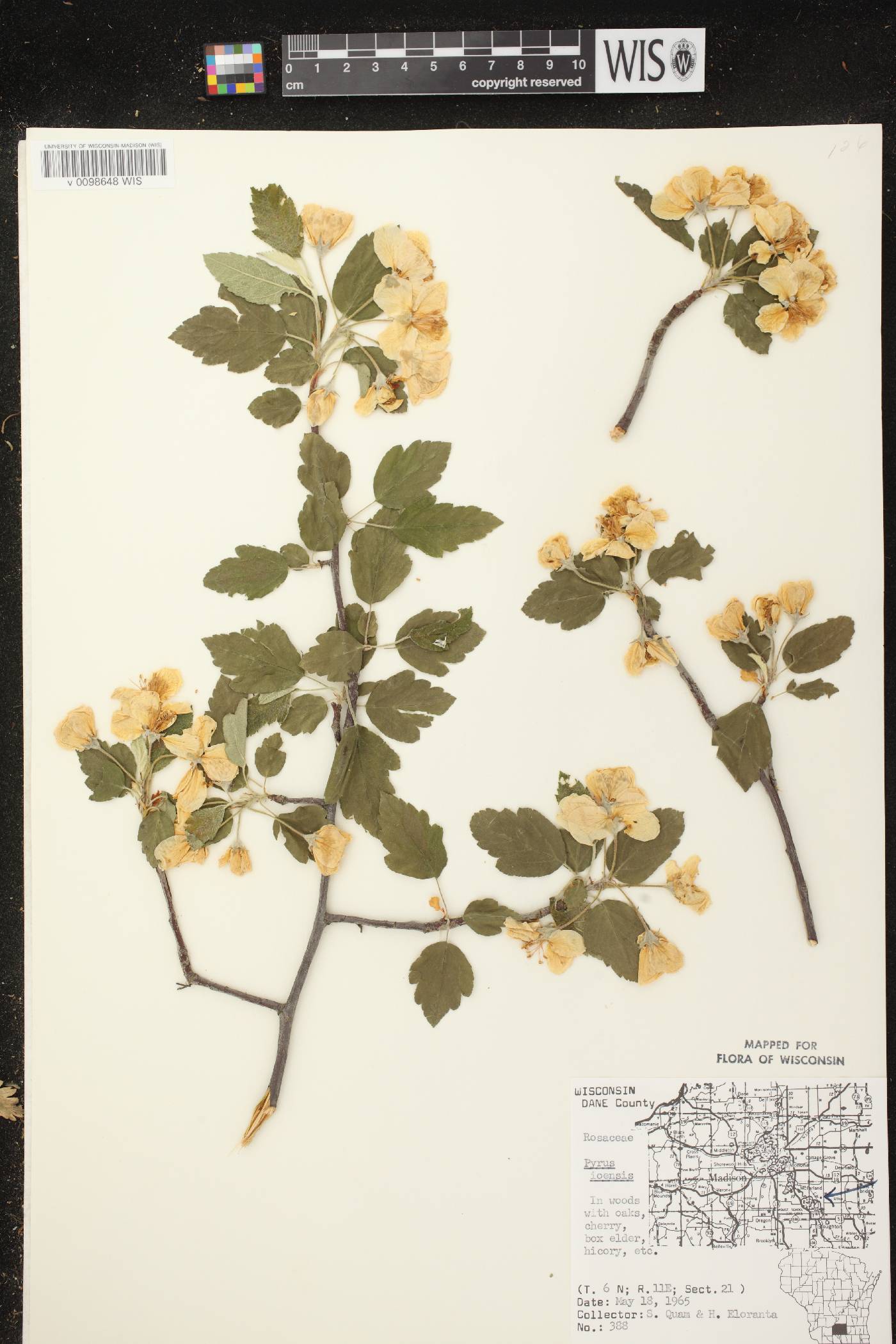 Malus ioensis image
