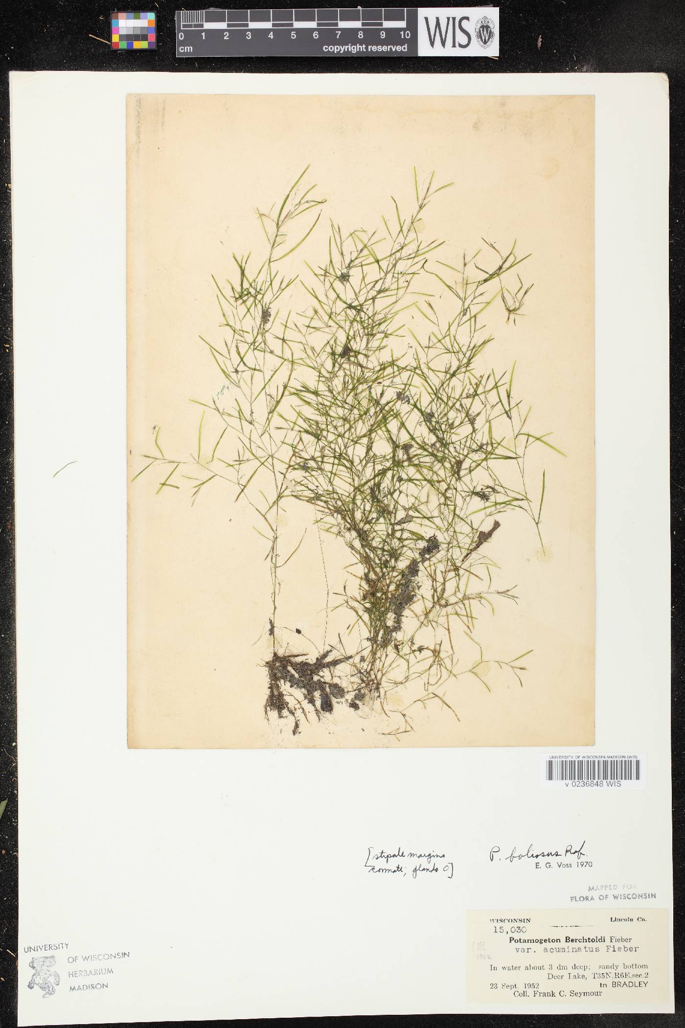 Potamogeton foliosus subsp. foliosus image