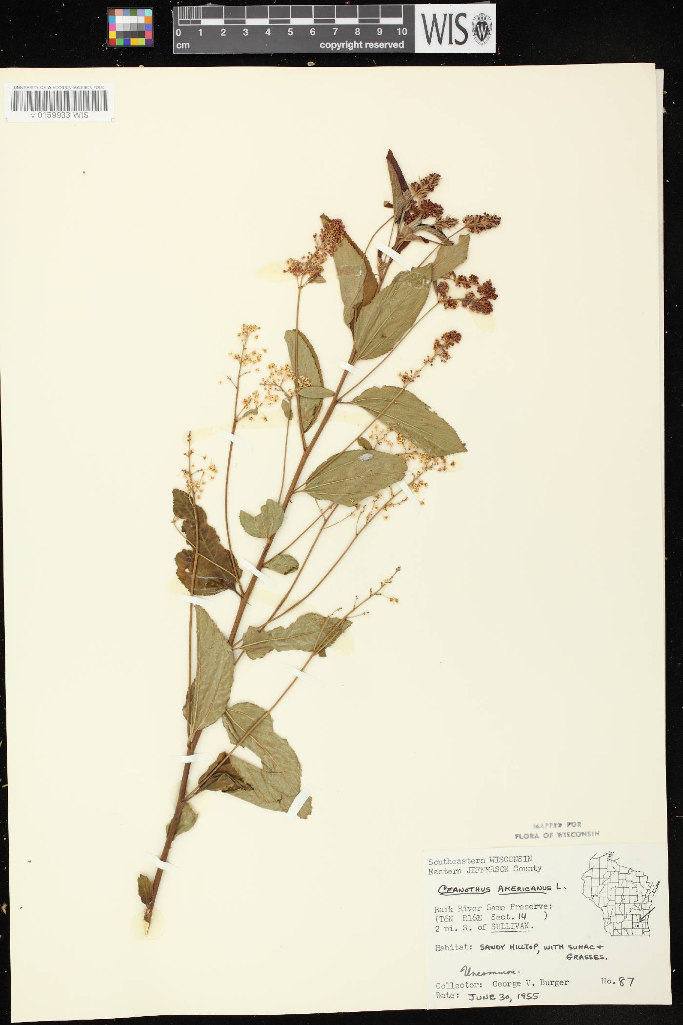 Ceanothus americanus image