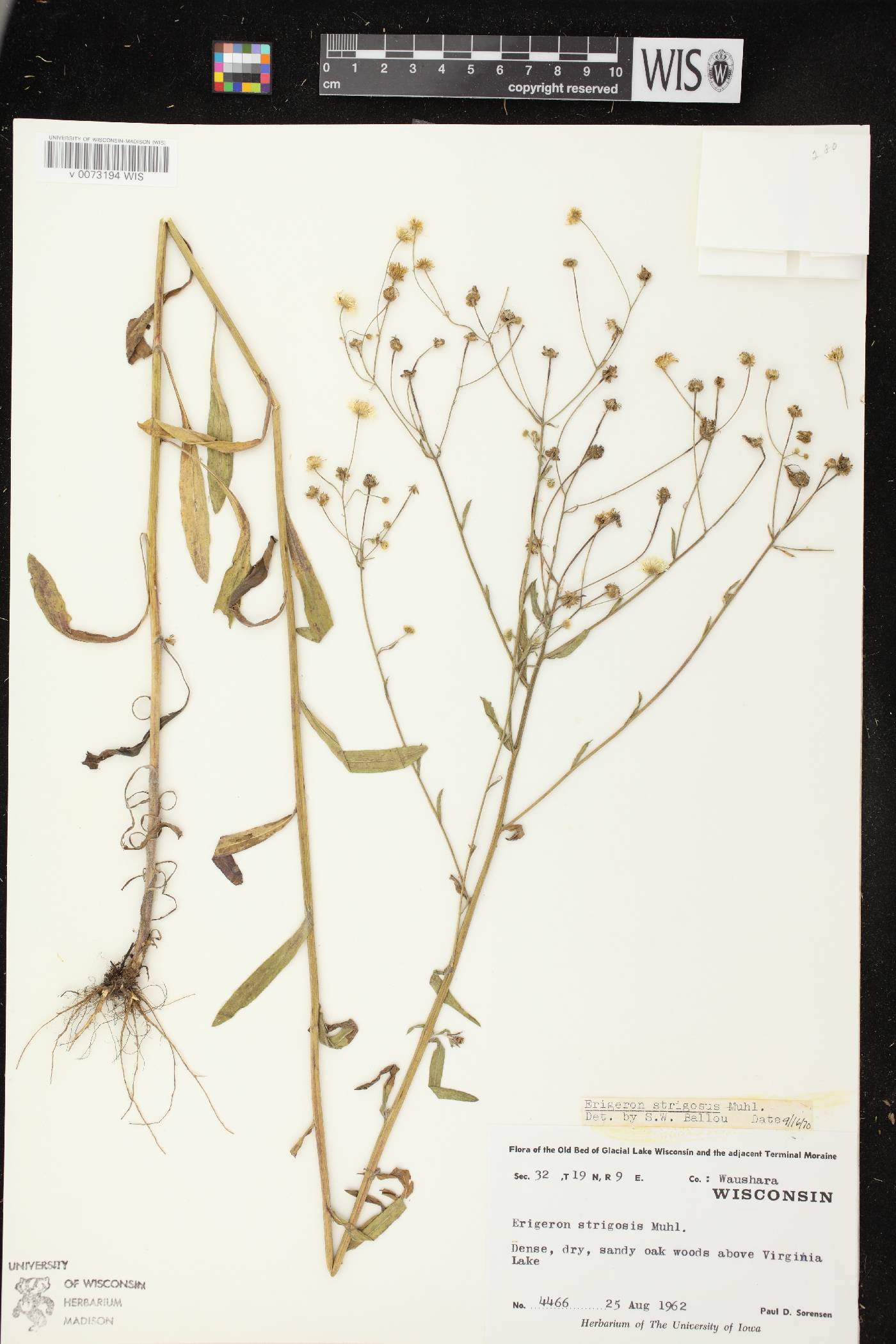 Erigeron strigosus image