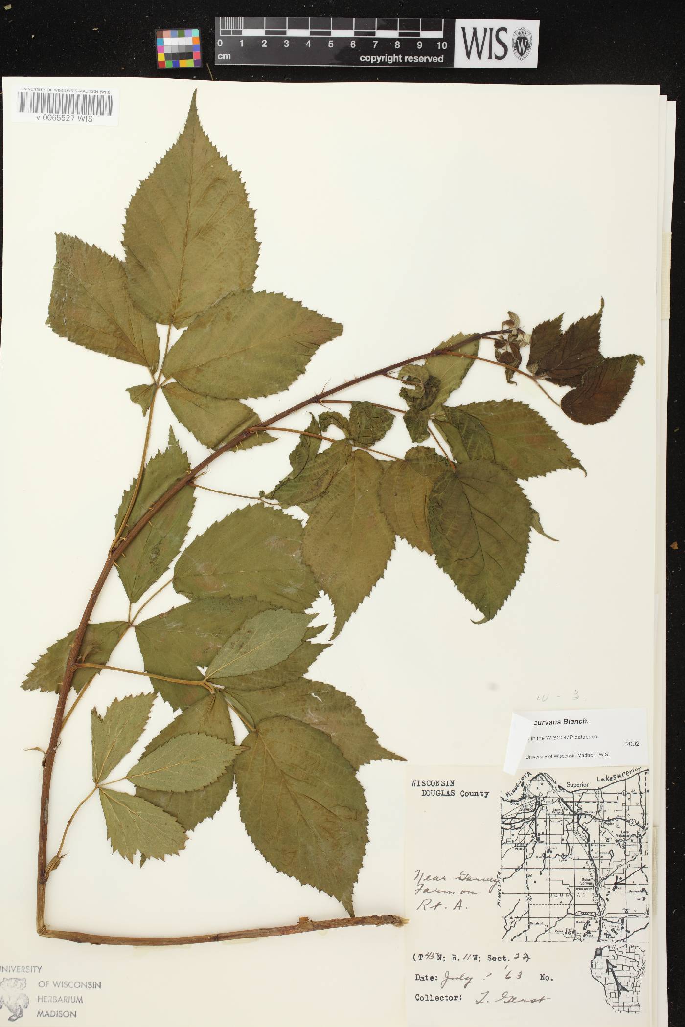 Rubus pensilvanicus image