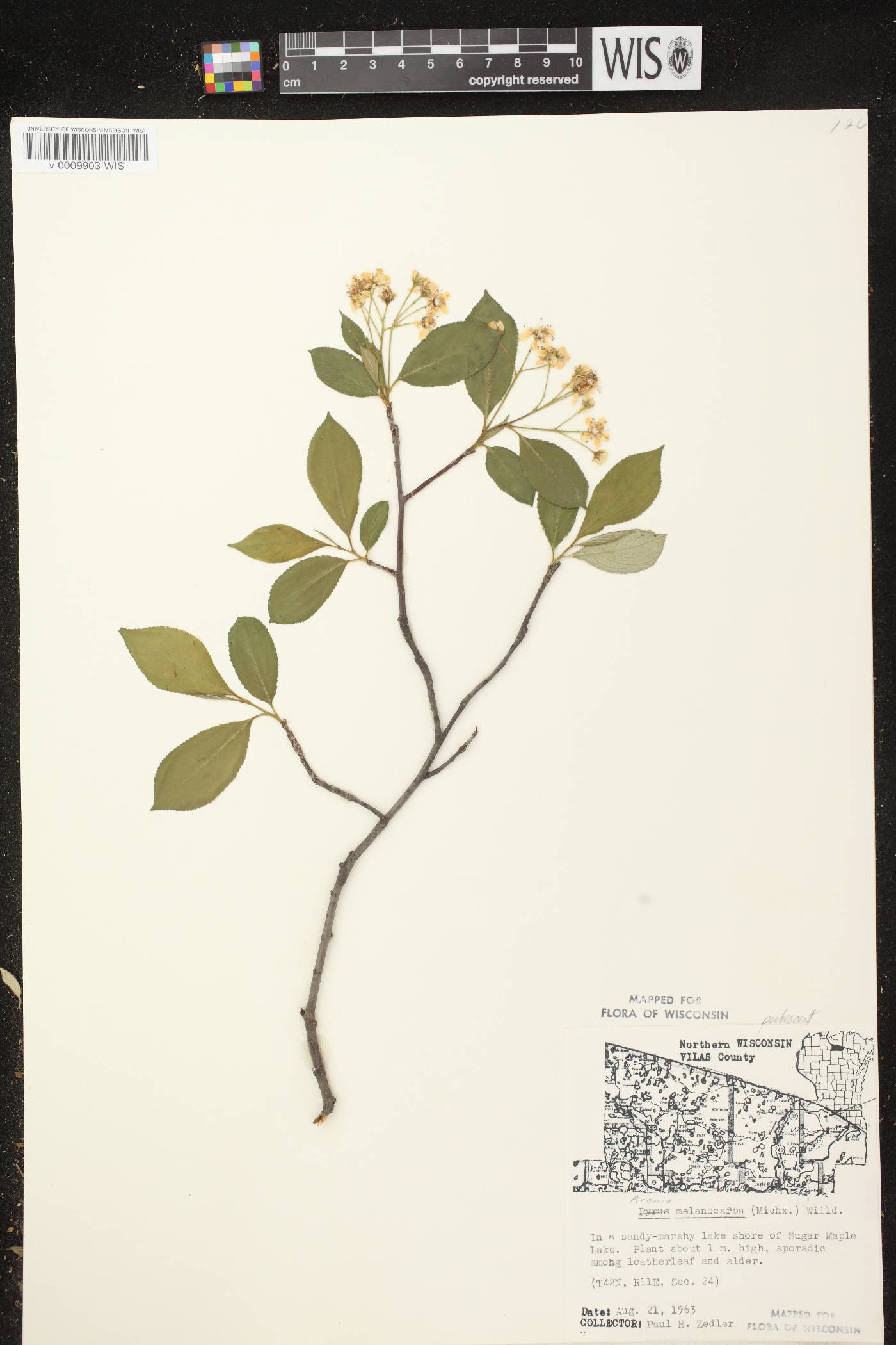 Aronia x prunifolia image