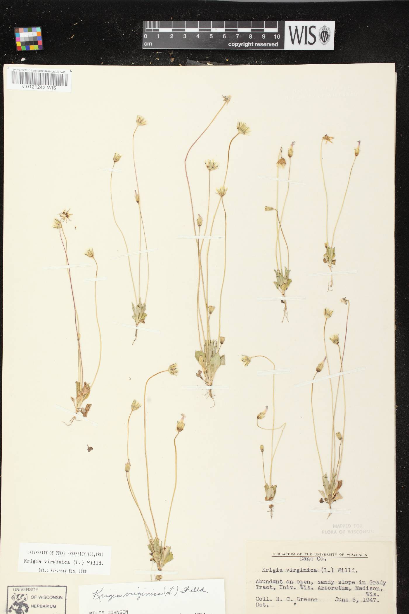 Krigia virginica image