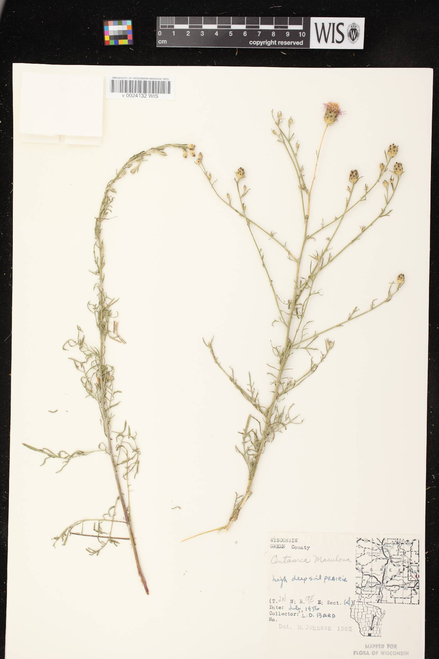 Centaurea stoebe image