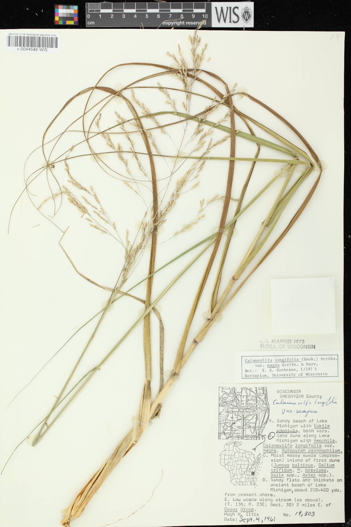 Calamovilfa longifolia image