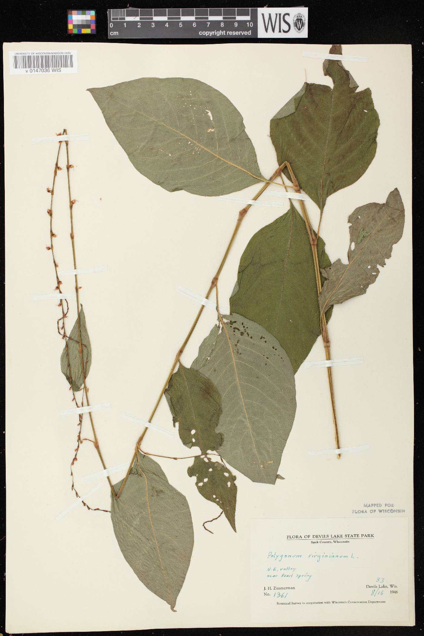Persicaria virginiana image