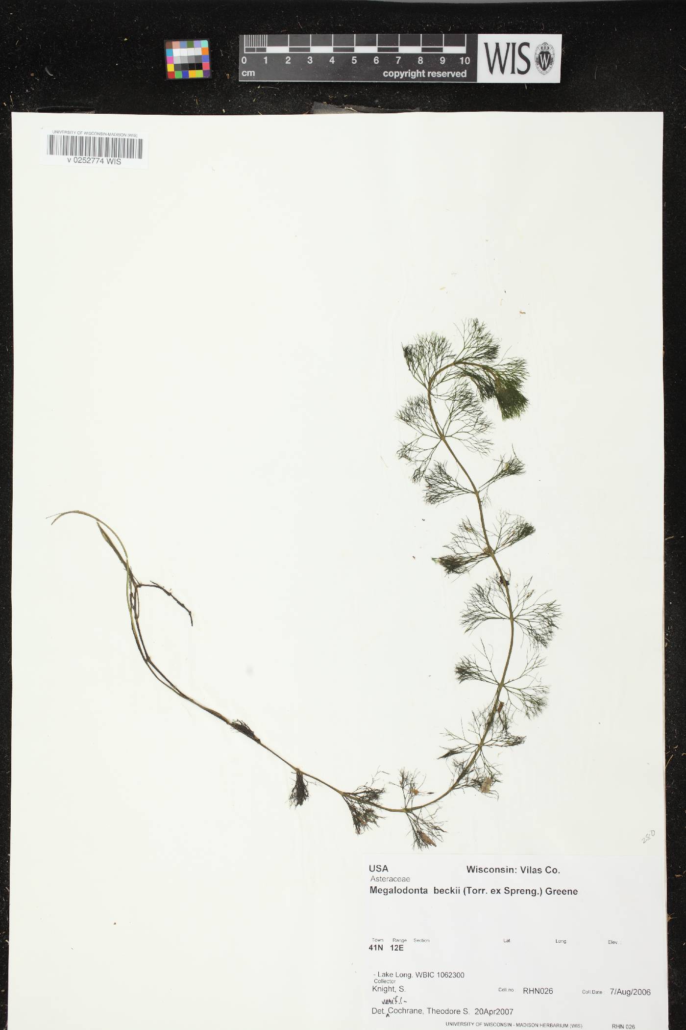 Bidens beckii image