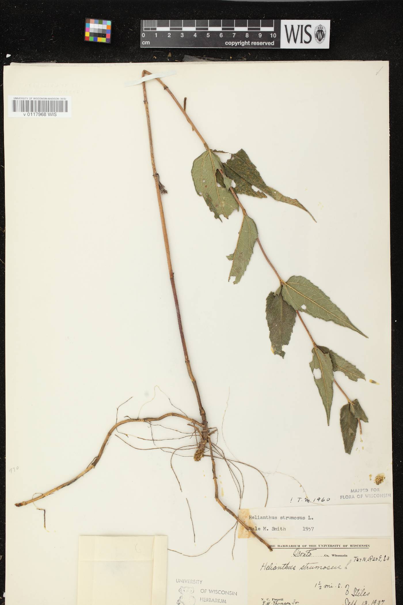 Helianthus strumosus image