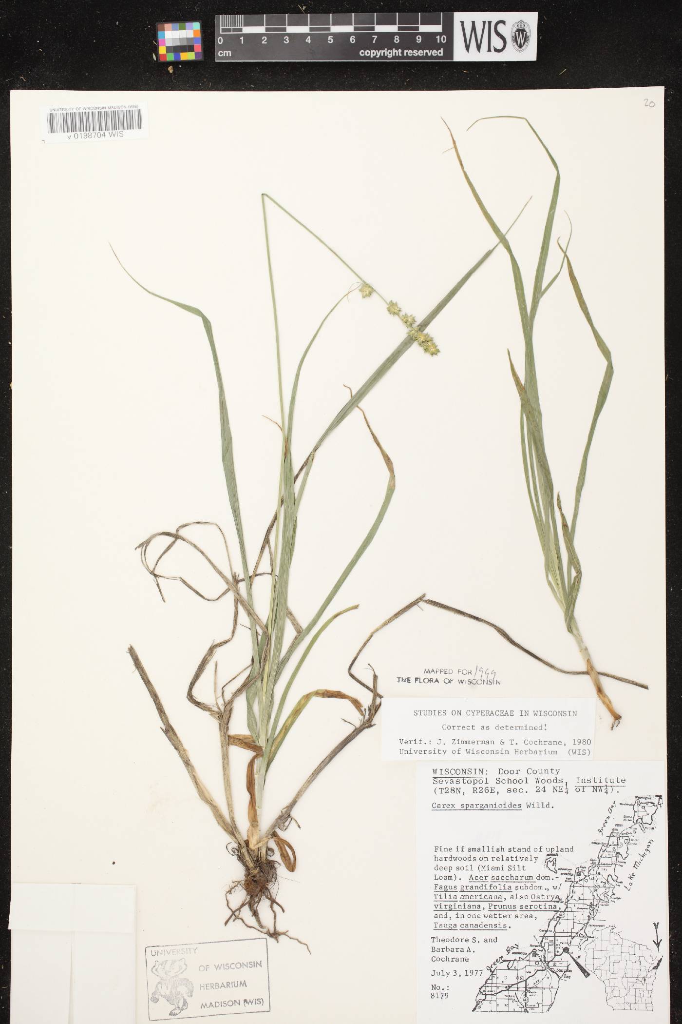Carex sparganioides image