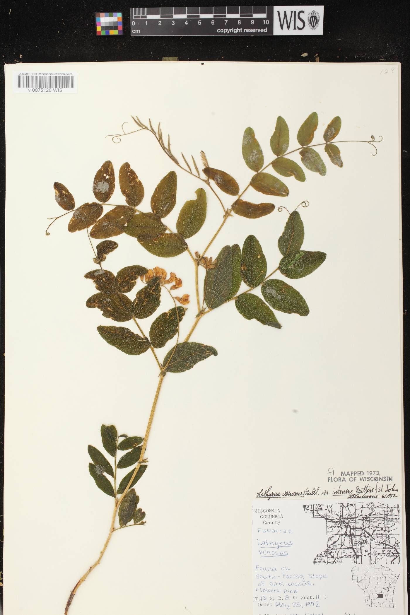 Lathyrus venosus image