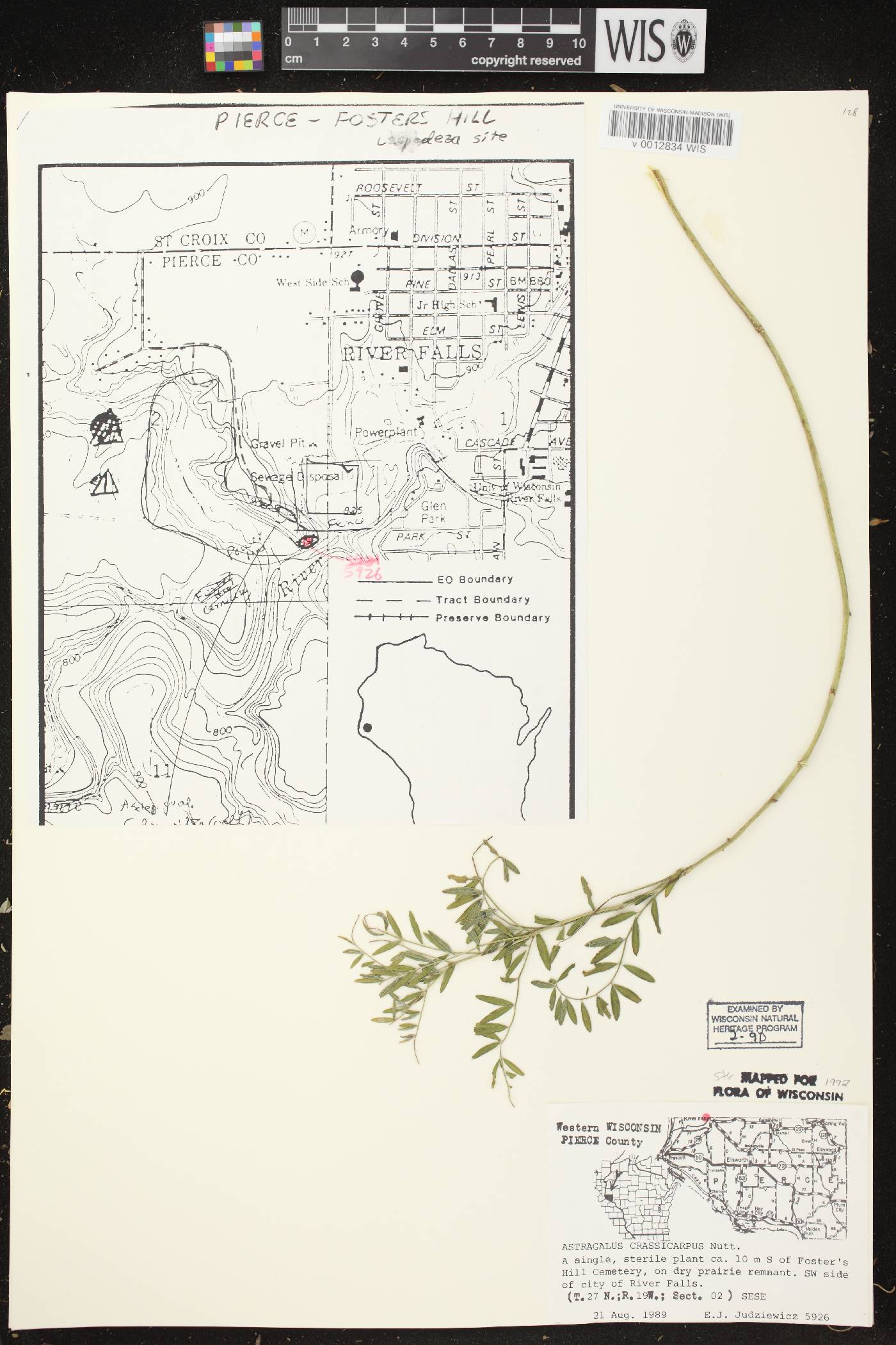Astragalus crassicarpus var. crassicarpus image