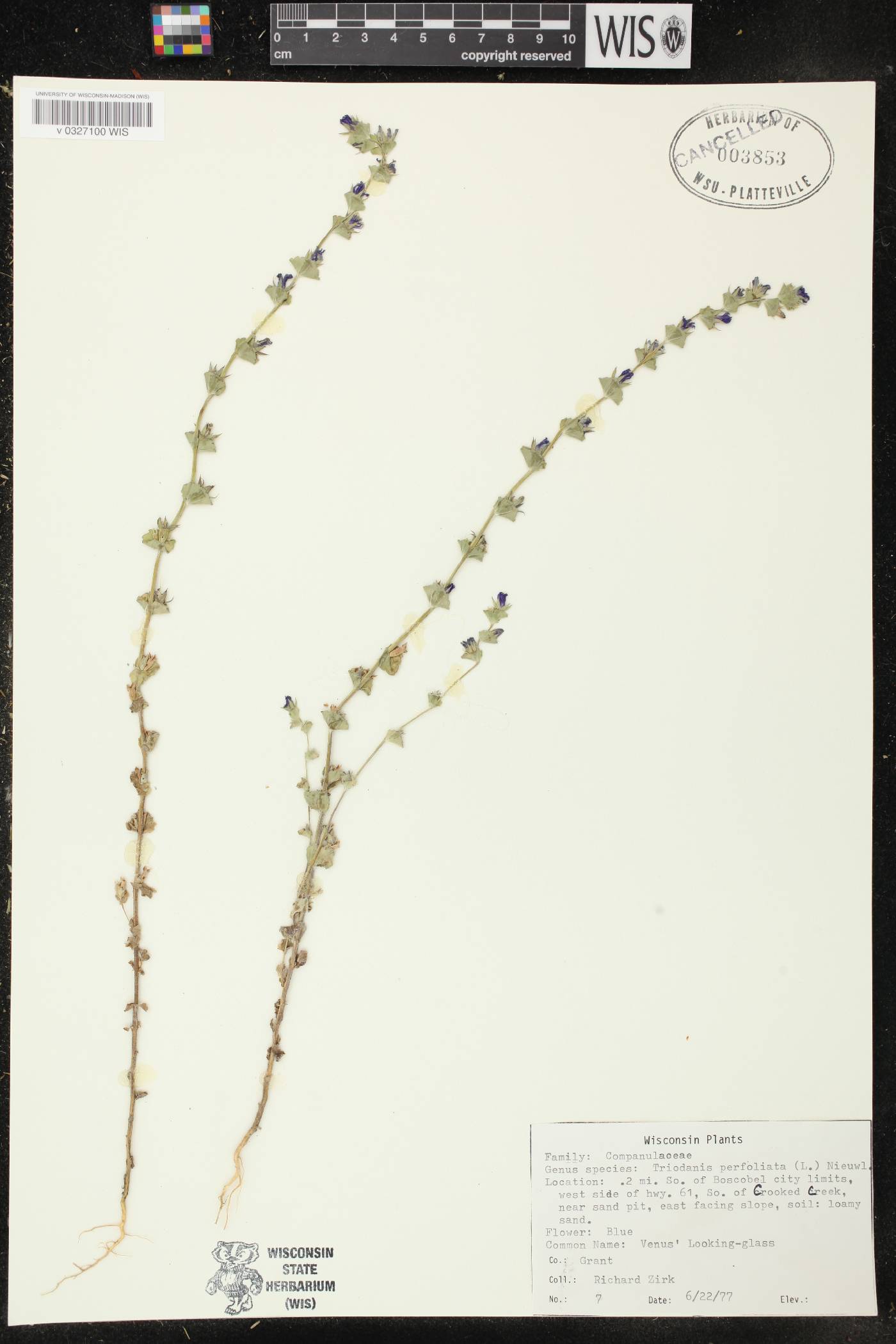 Triodanis perfoliata image