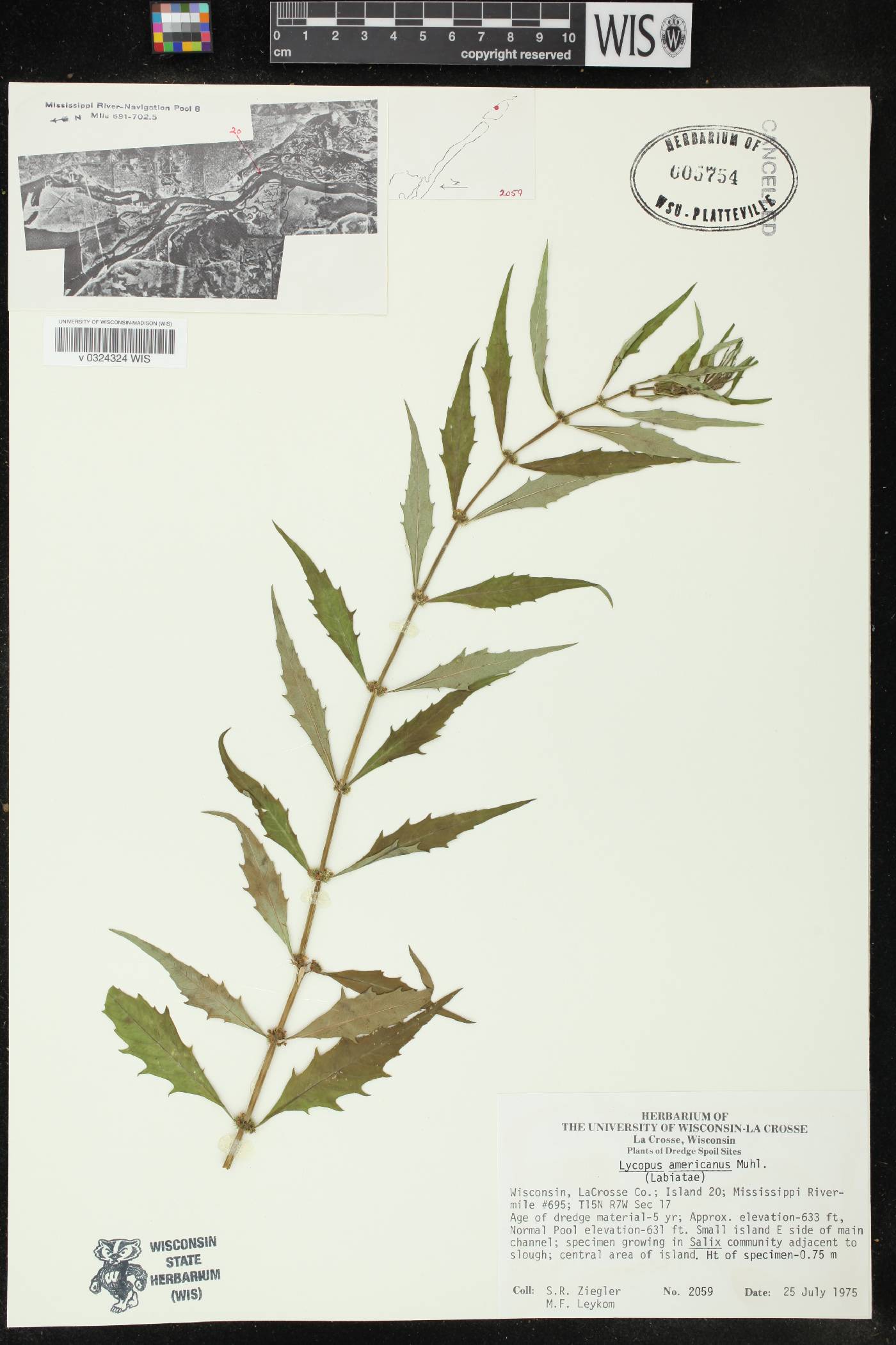 Lycopus americanus image