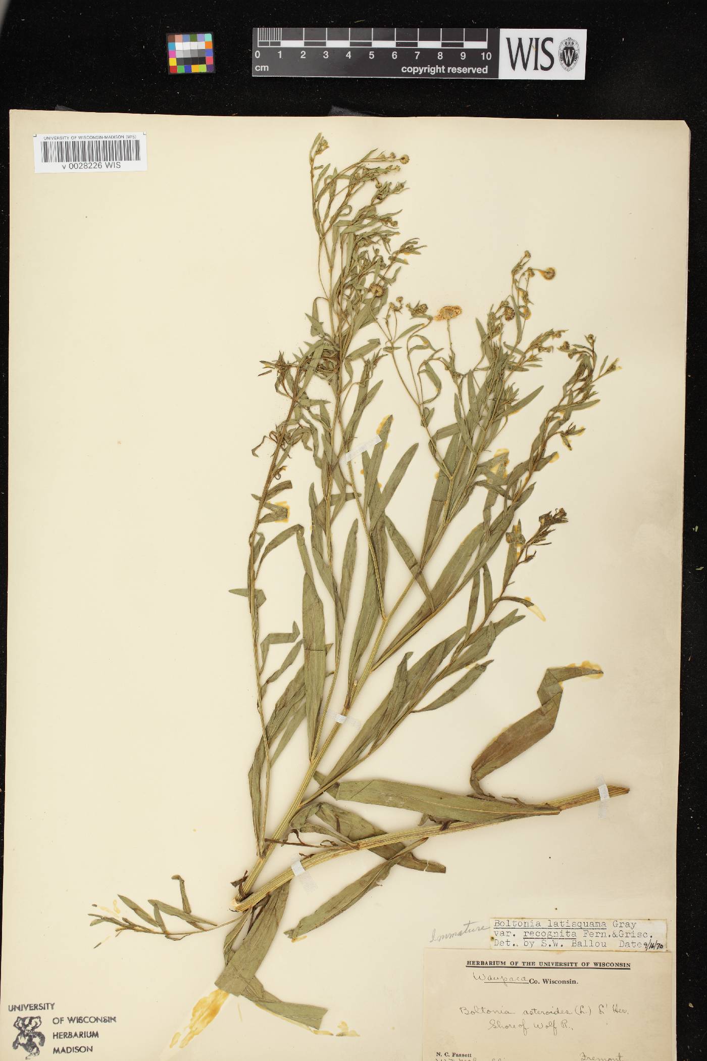 Boltonia asteroides var. recognita image