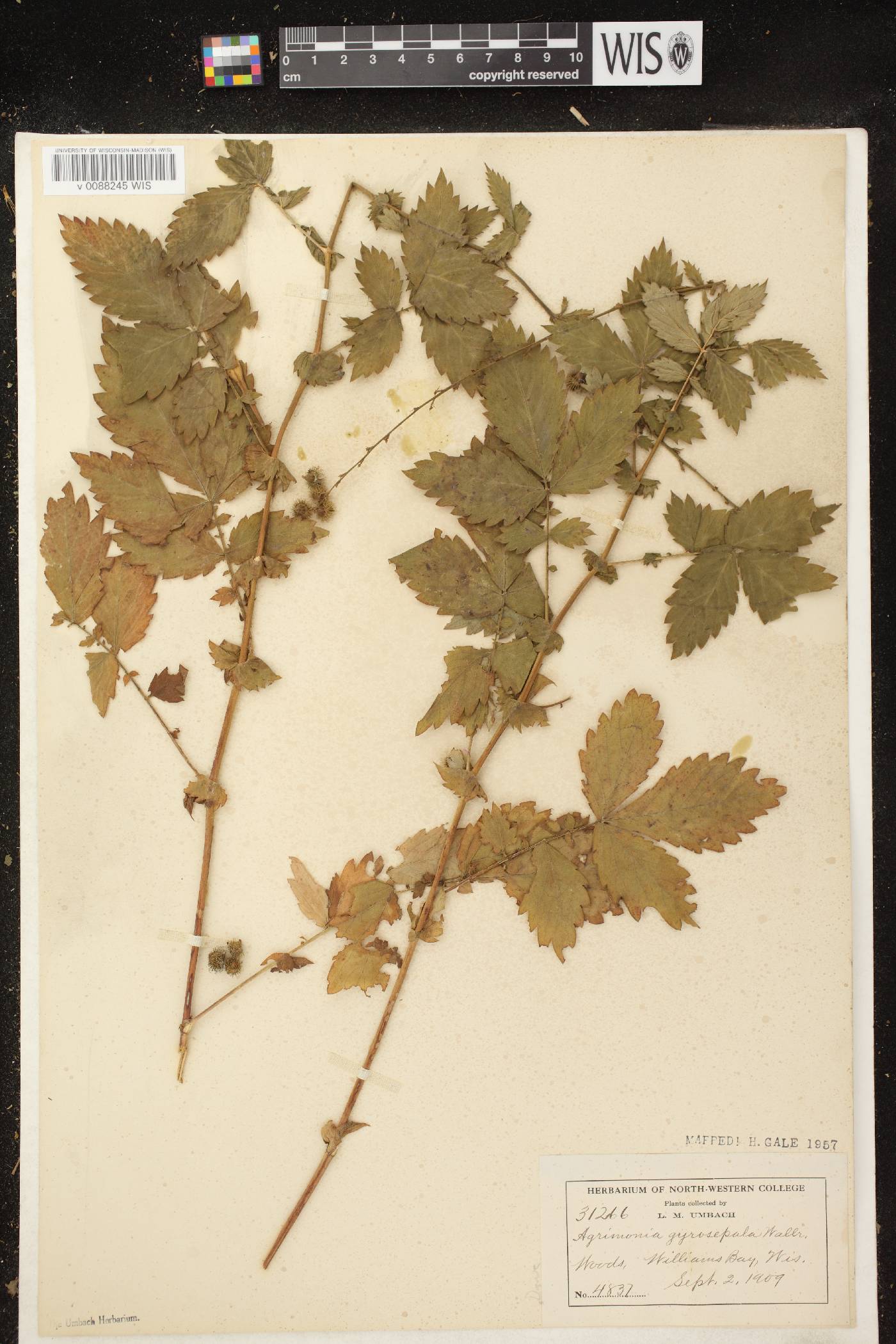 Agrimonia gryposepala image