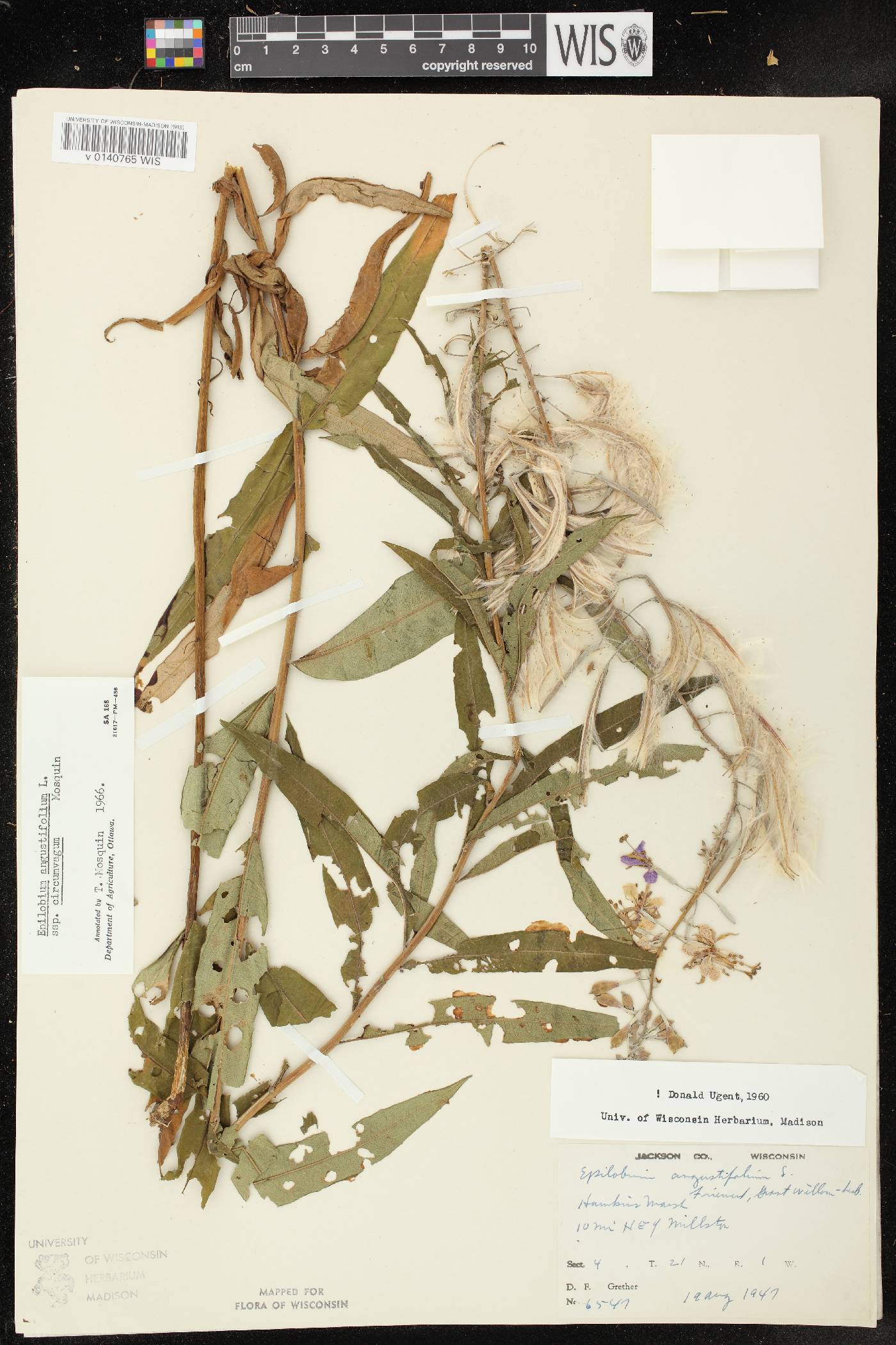 Chamerion angustifolium subsp. circumvagum image